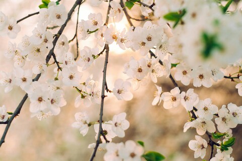 Sunlit White Cherry Blossoms