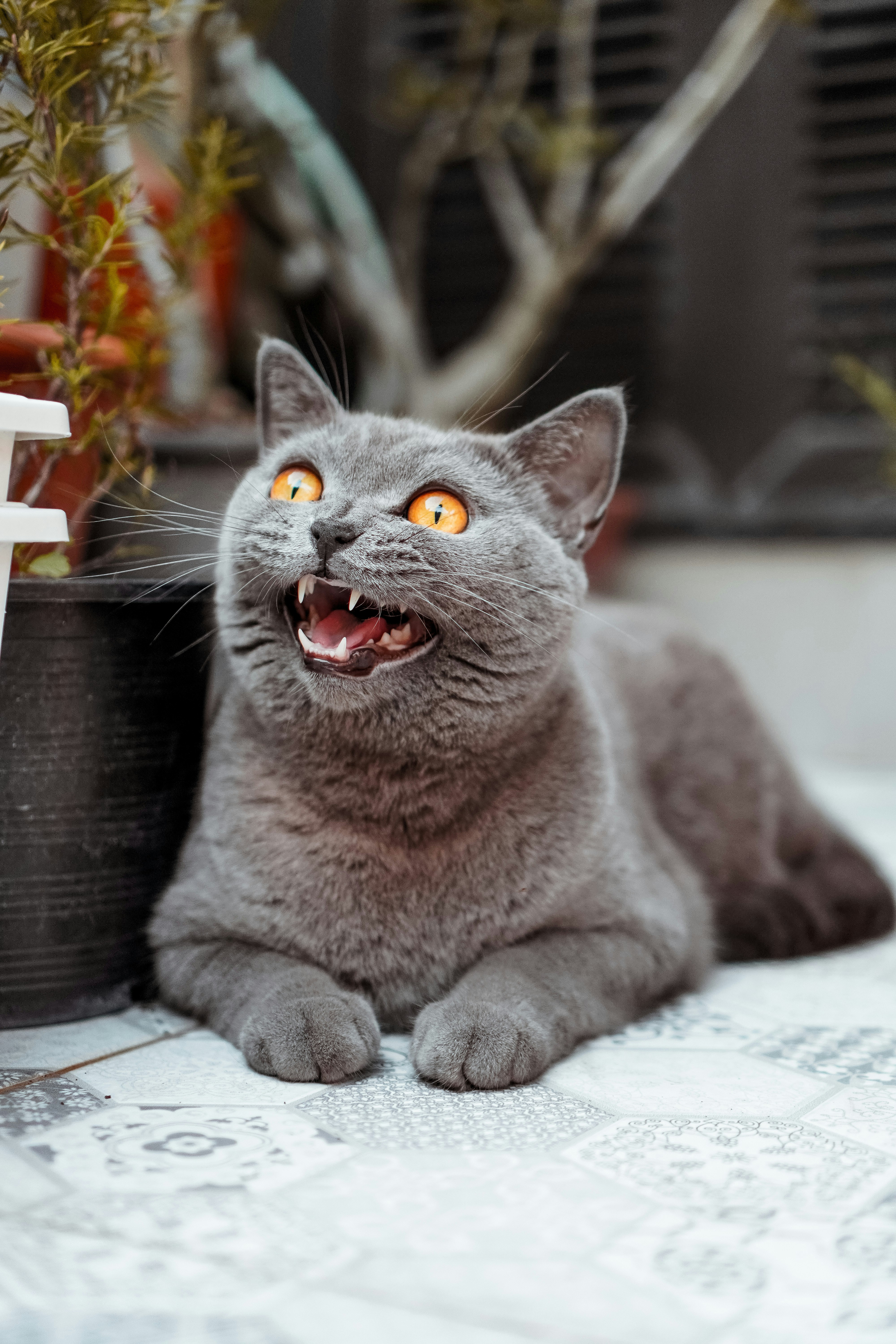 Yawning Gray British Shorthair Cat