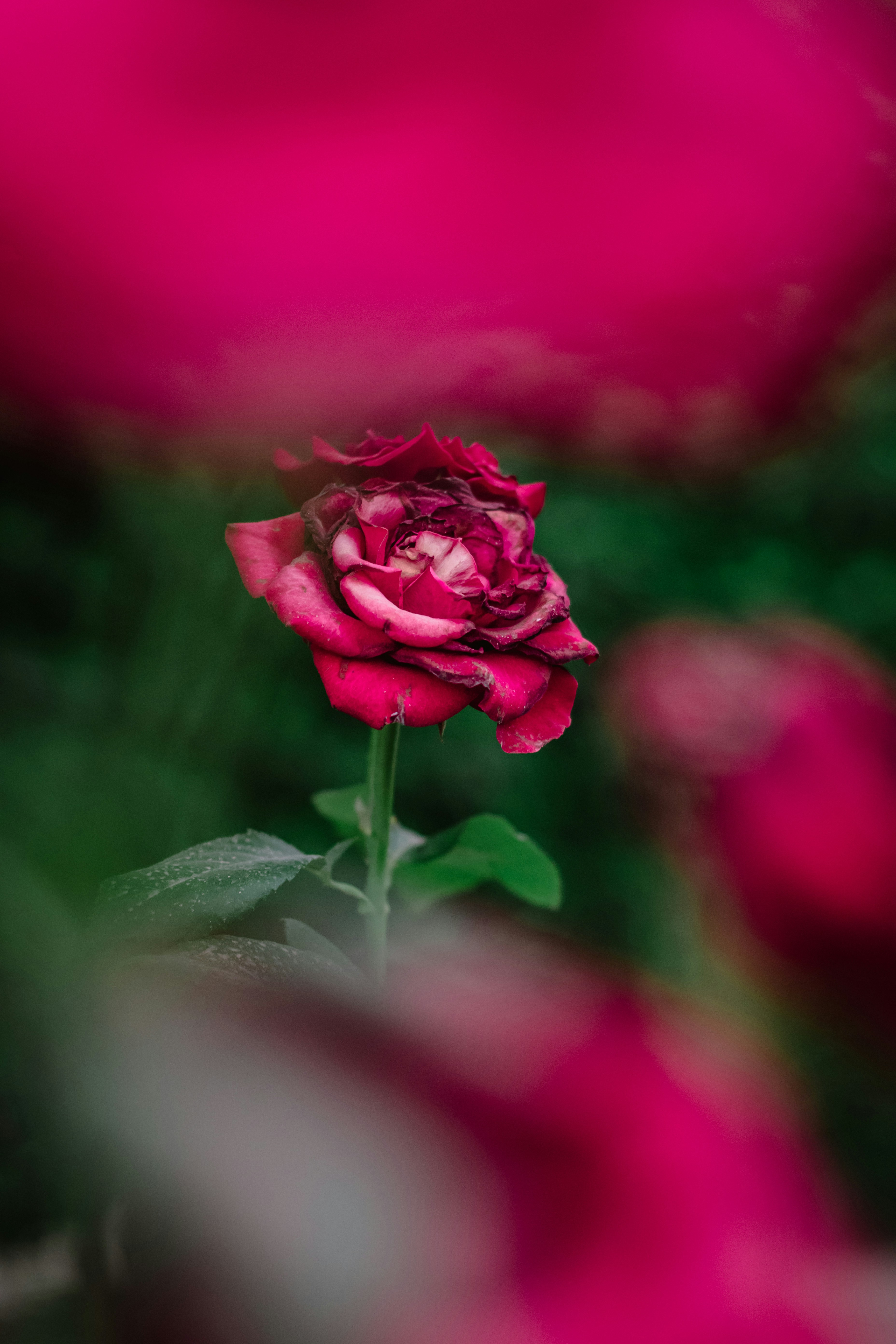 Fading Red Rose in Garden