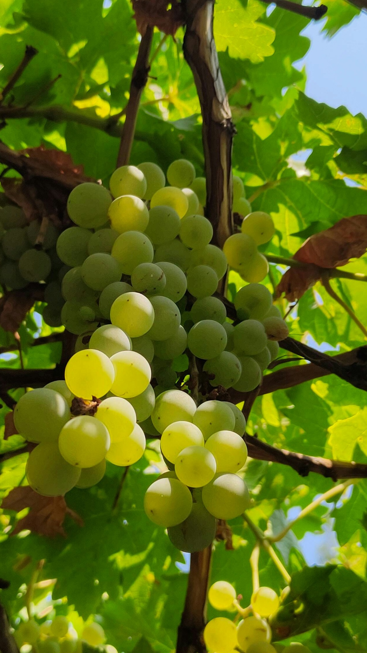 Green Grapes Hanging on Vine