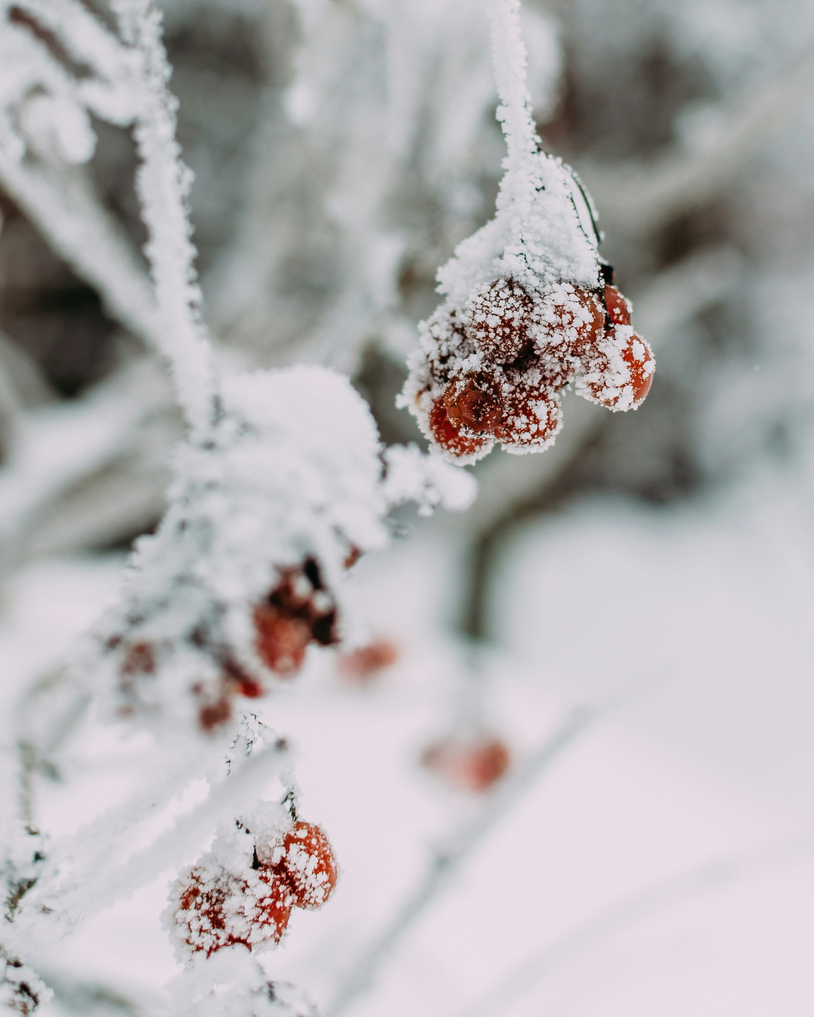 Frost Covered Red Wild Berries