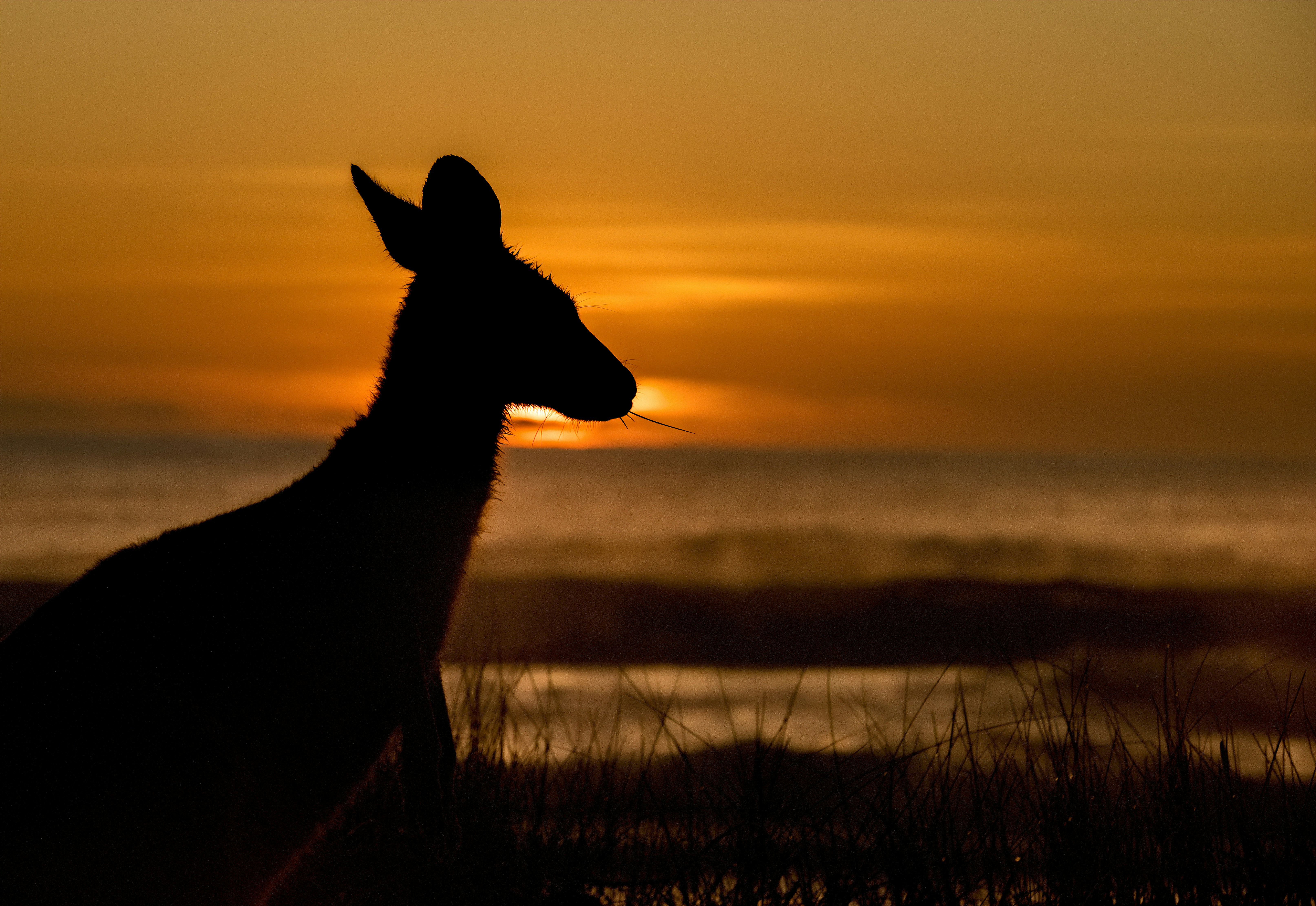Kangaroo Silhouette at Coastal Sunset