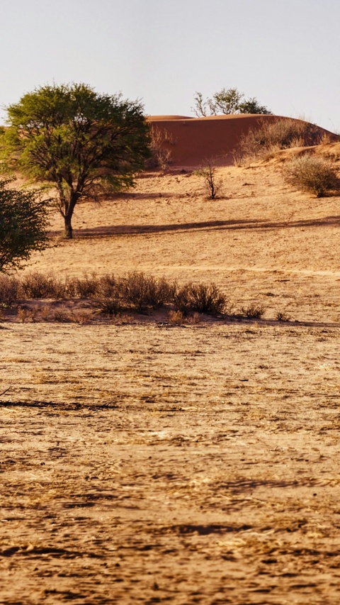 Arid Desert Sand Dune Landscape