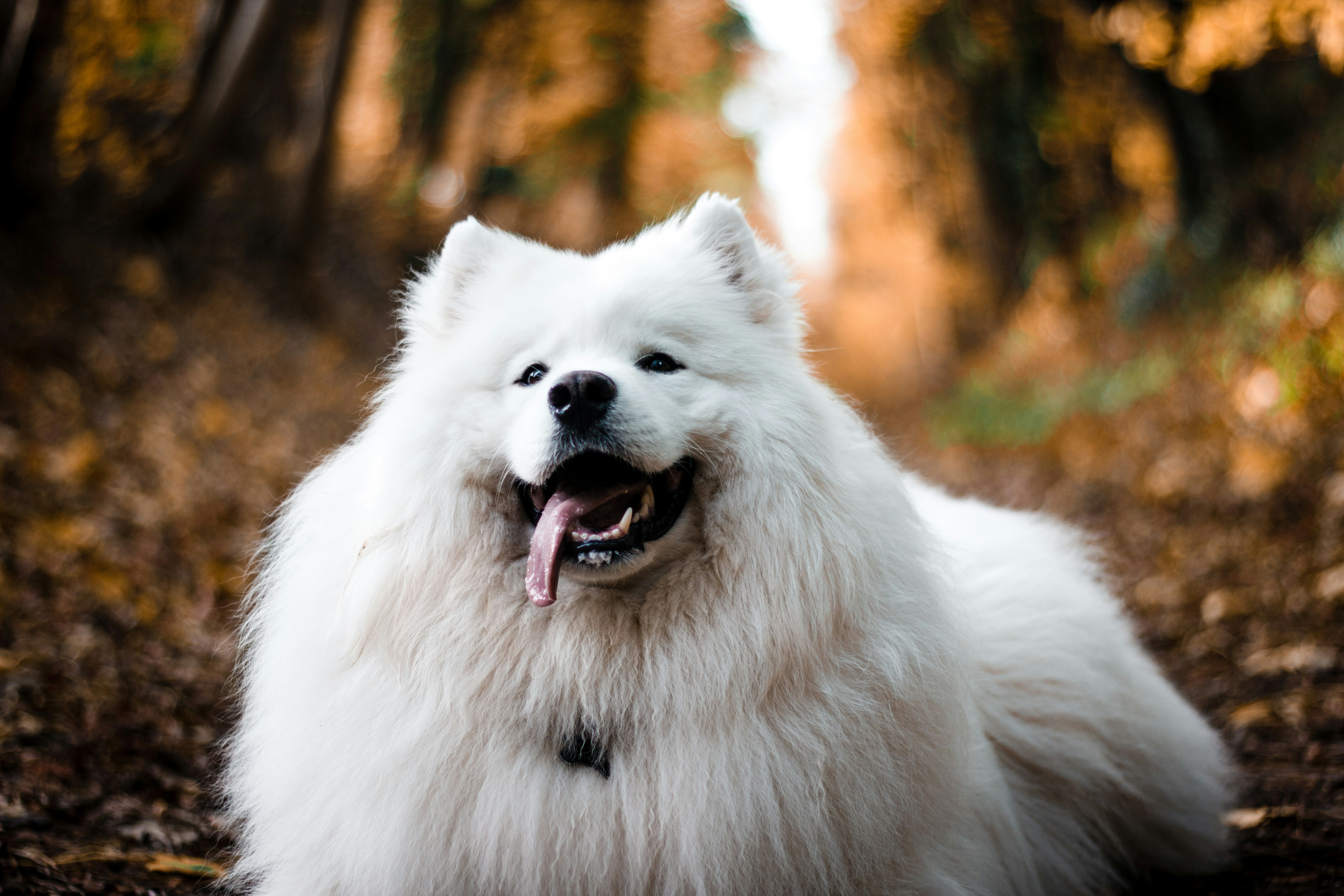 Samoyed Dog in Autumn Woods — 4K Wallpapers