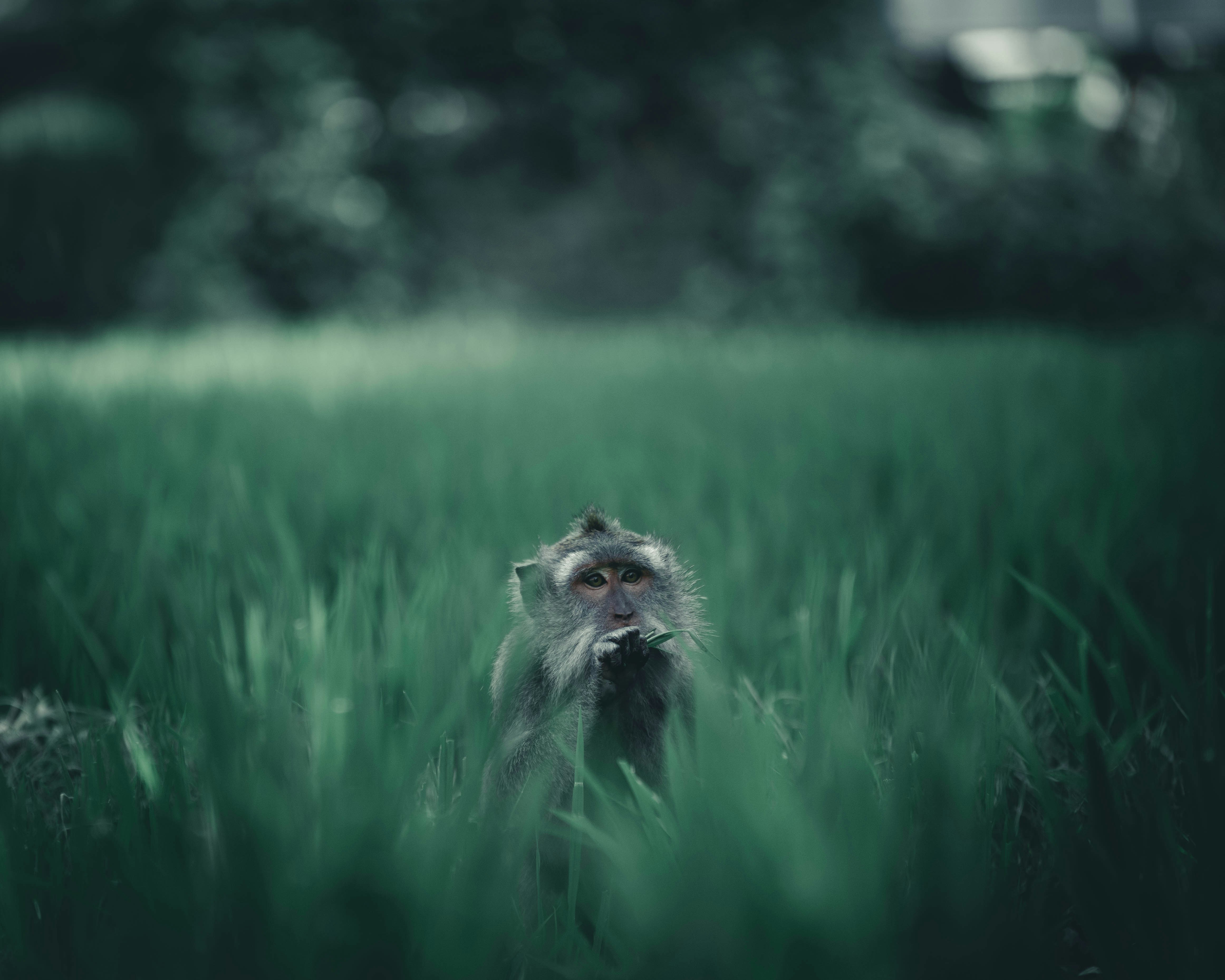 Macaque in Tall Green Grass