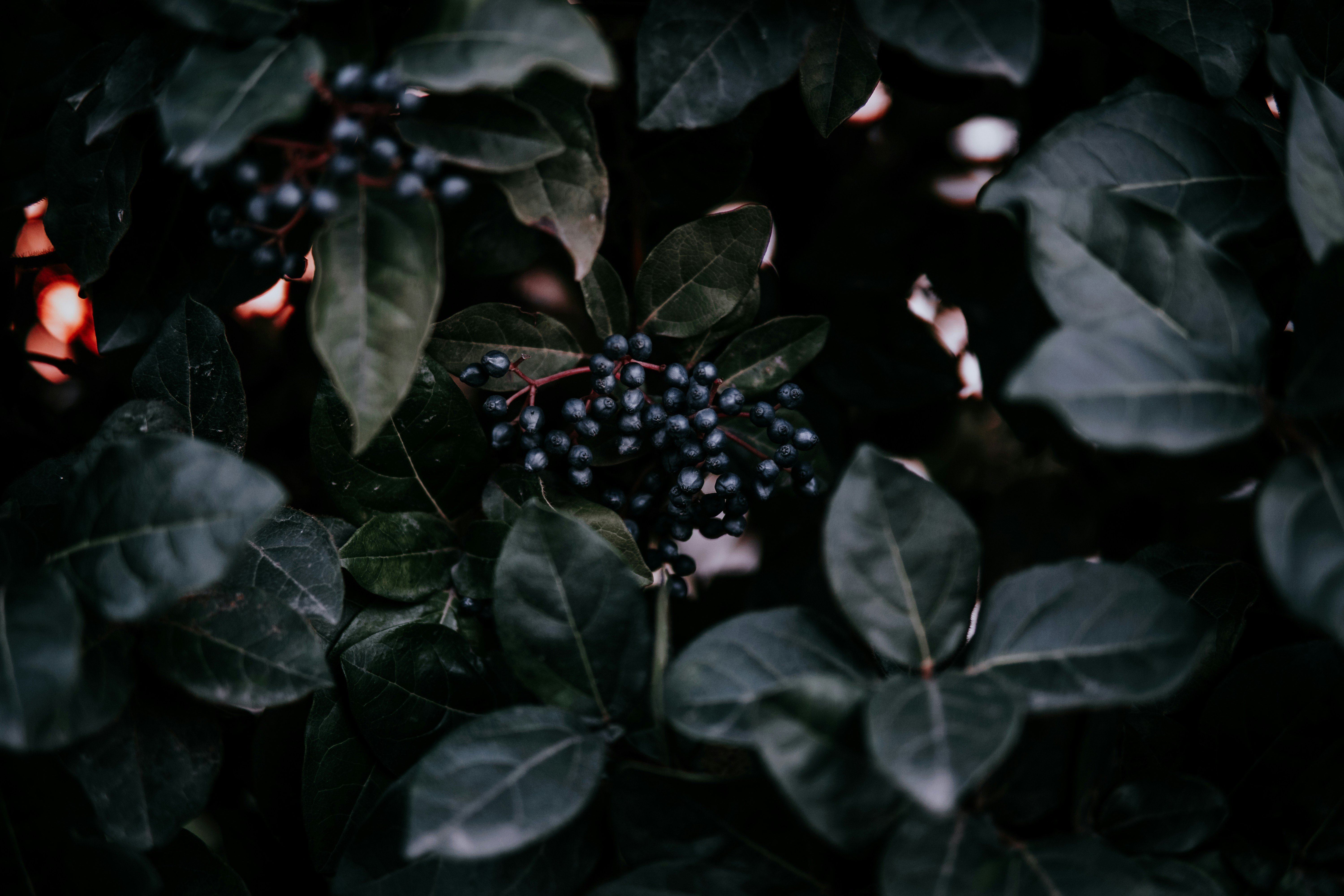 Dark Wild Berries Among Green Leaves