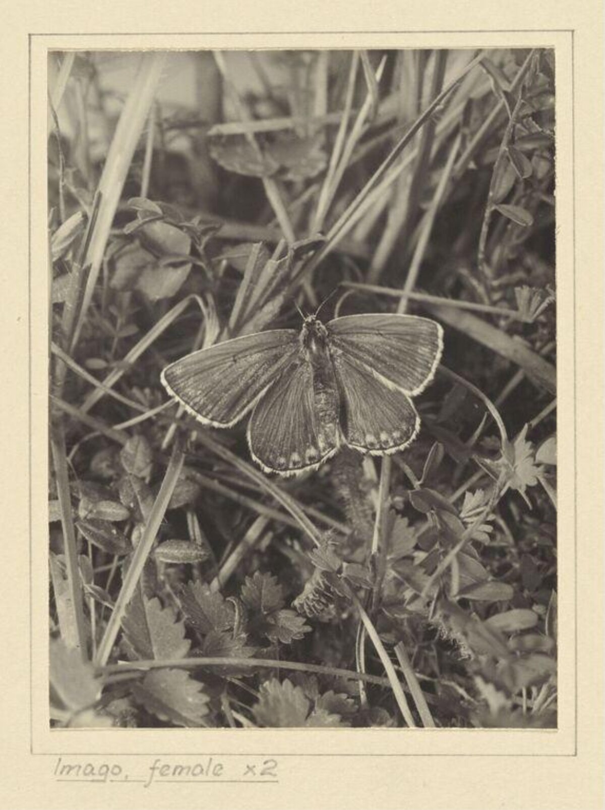 Vintage Photo of Female Moth Imago