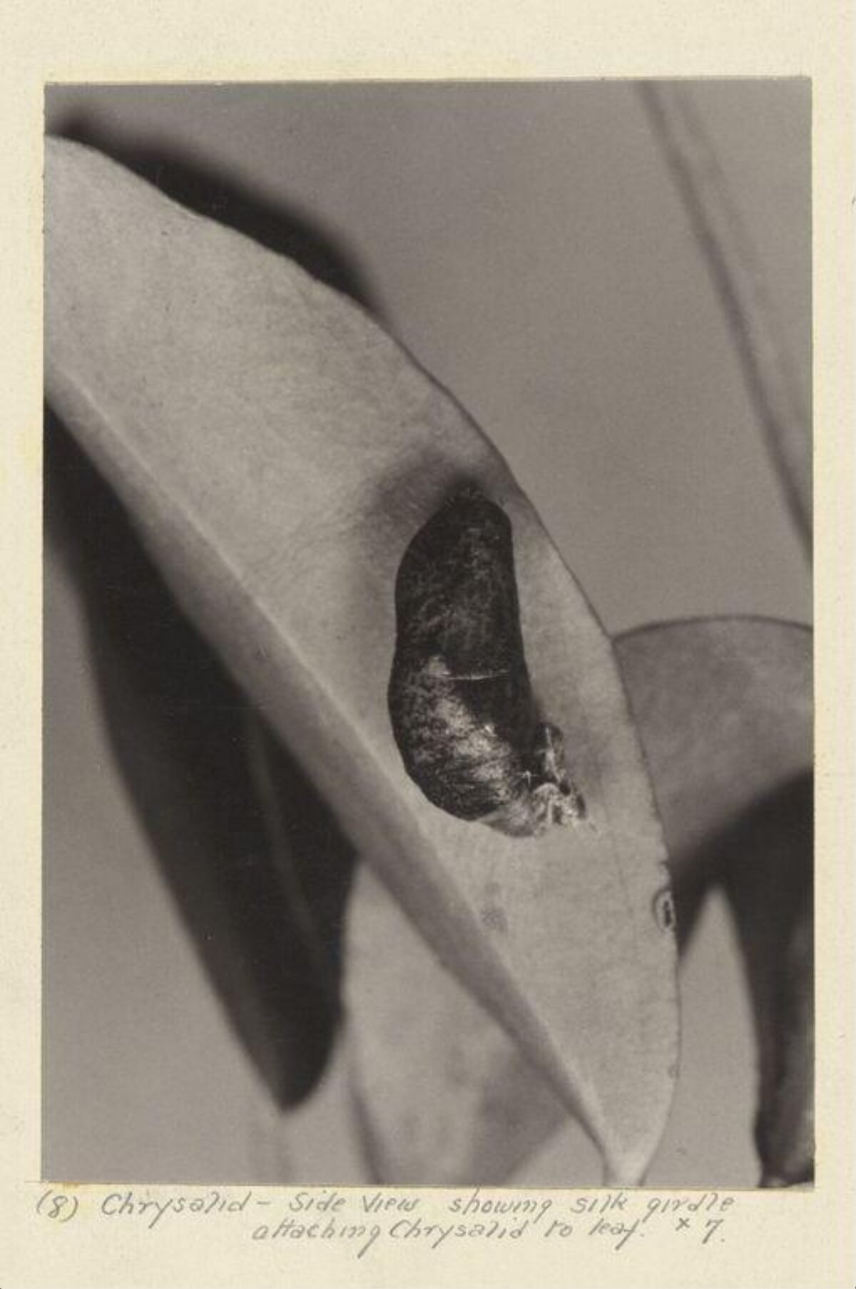 Side View of Chrysalis on Leaf