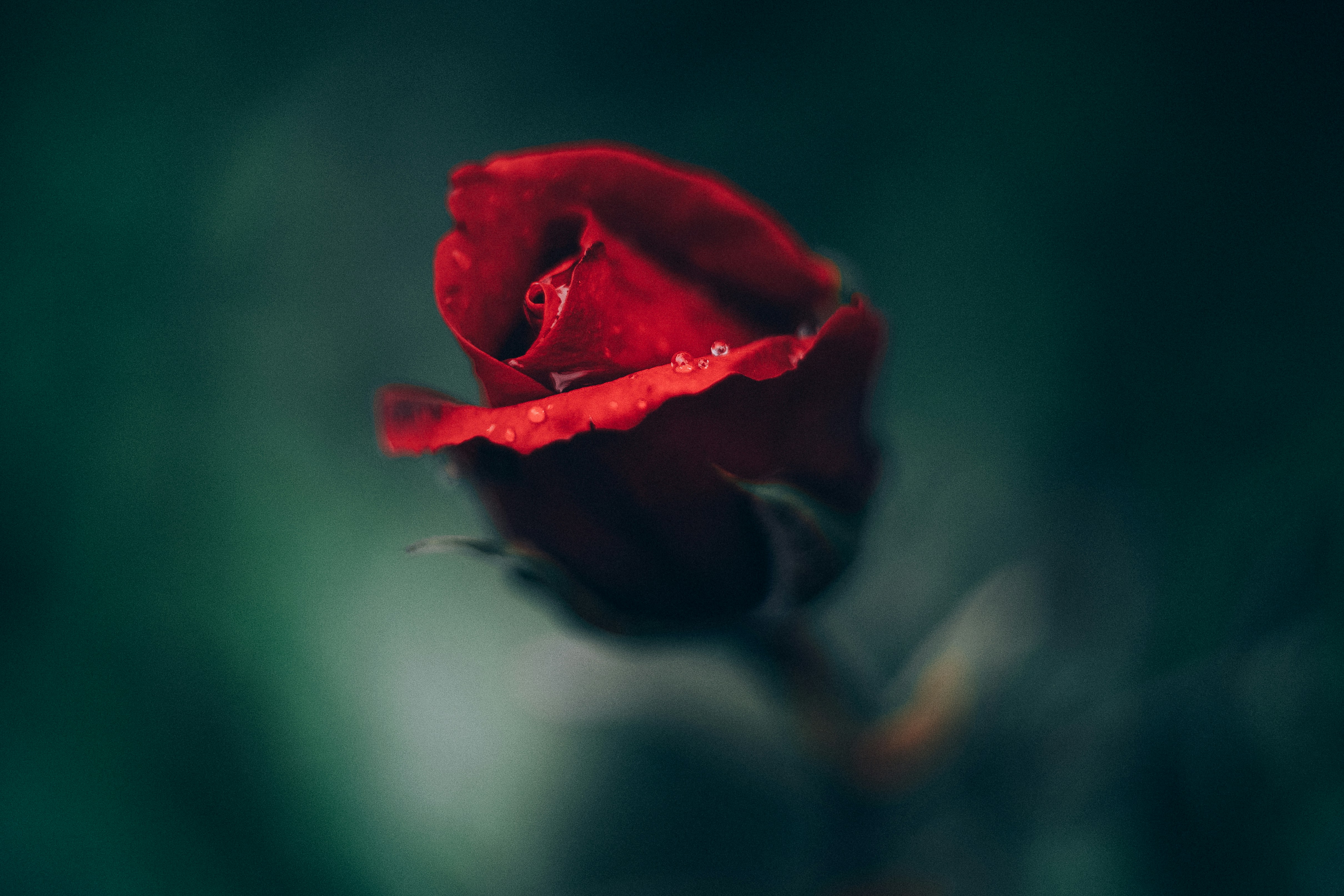 Red Rose Bud with Water Droplets
