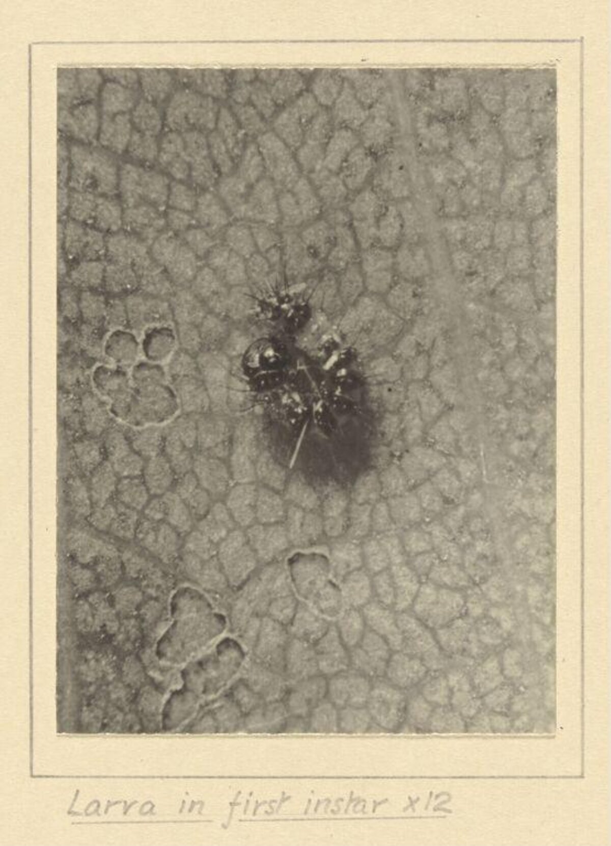 Magnified First Instar Larva
