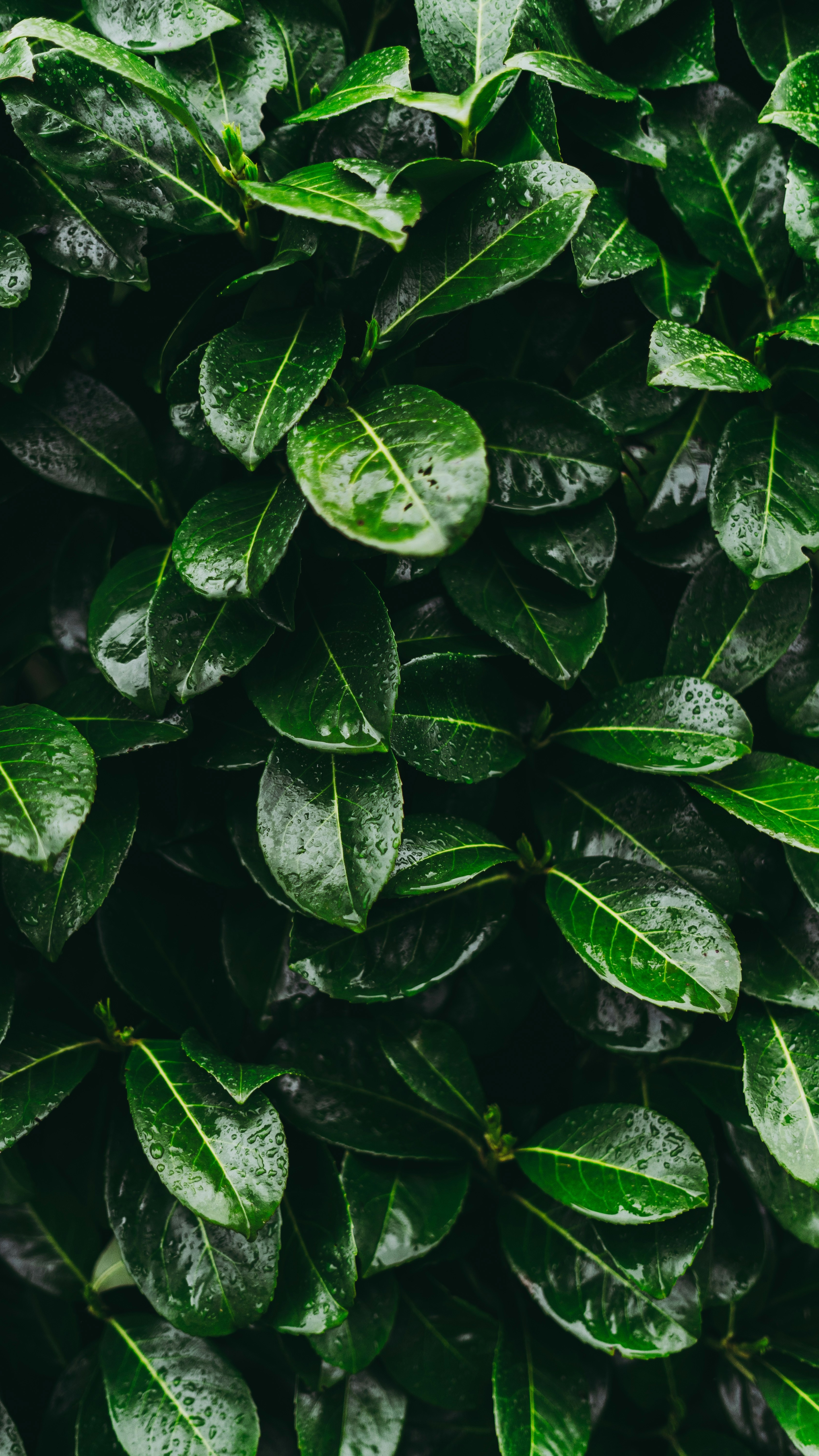 Wallpapers
