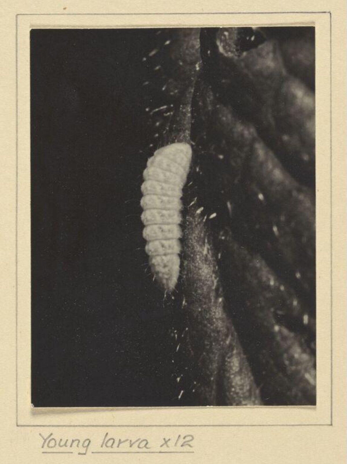 Magnified Young Larva