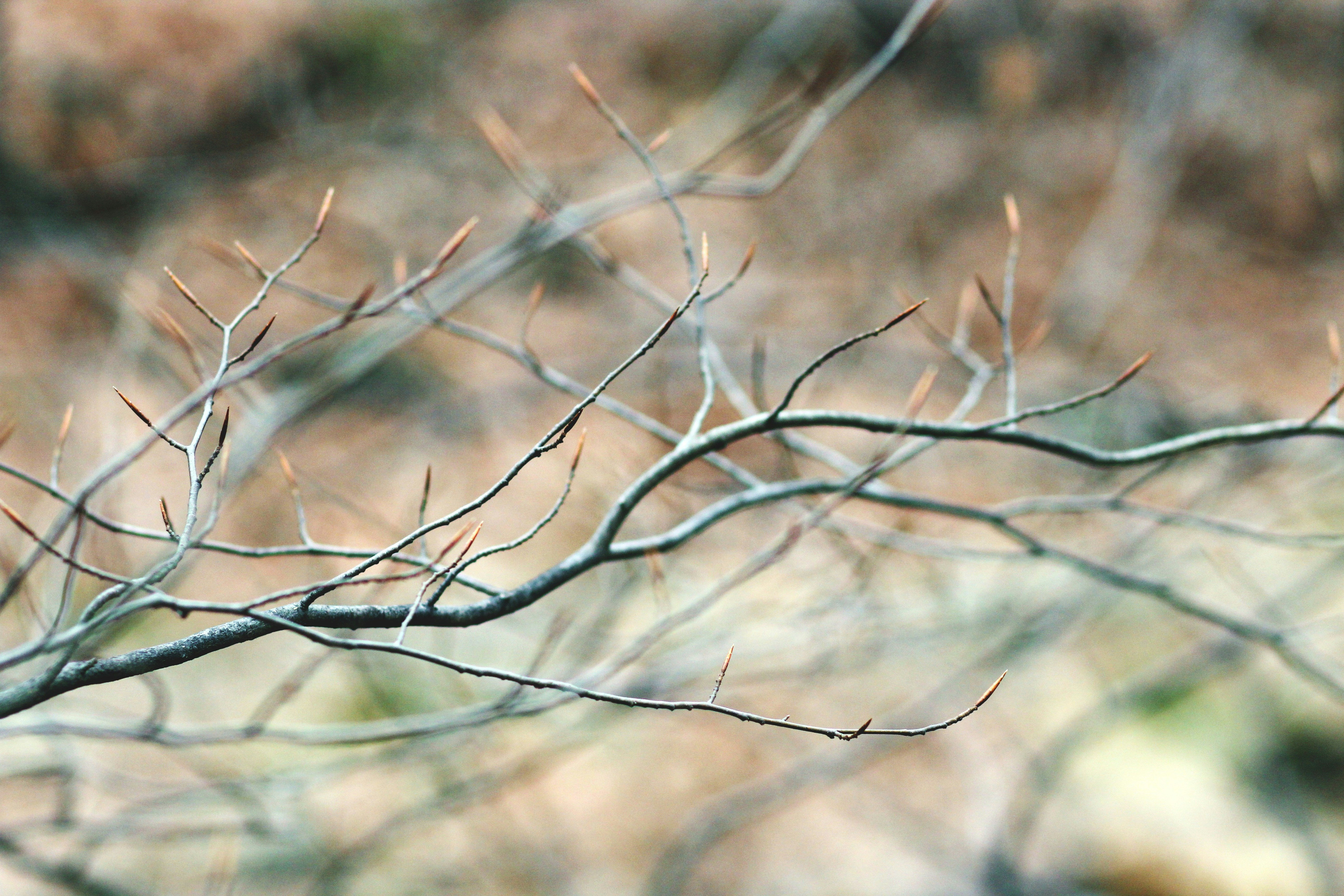 Bare Winter Tree Branches