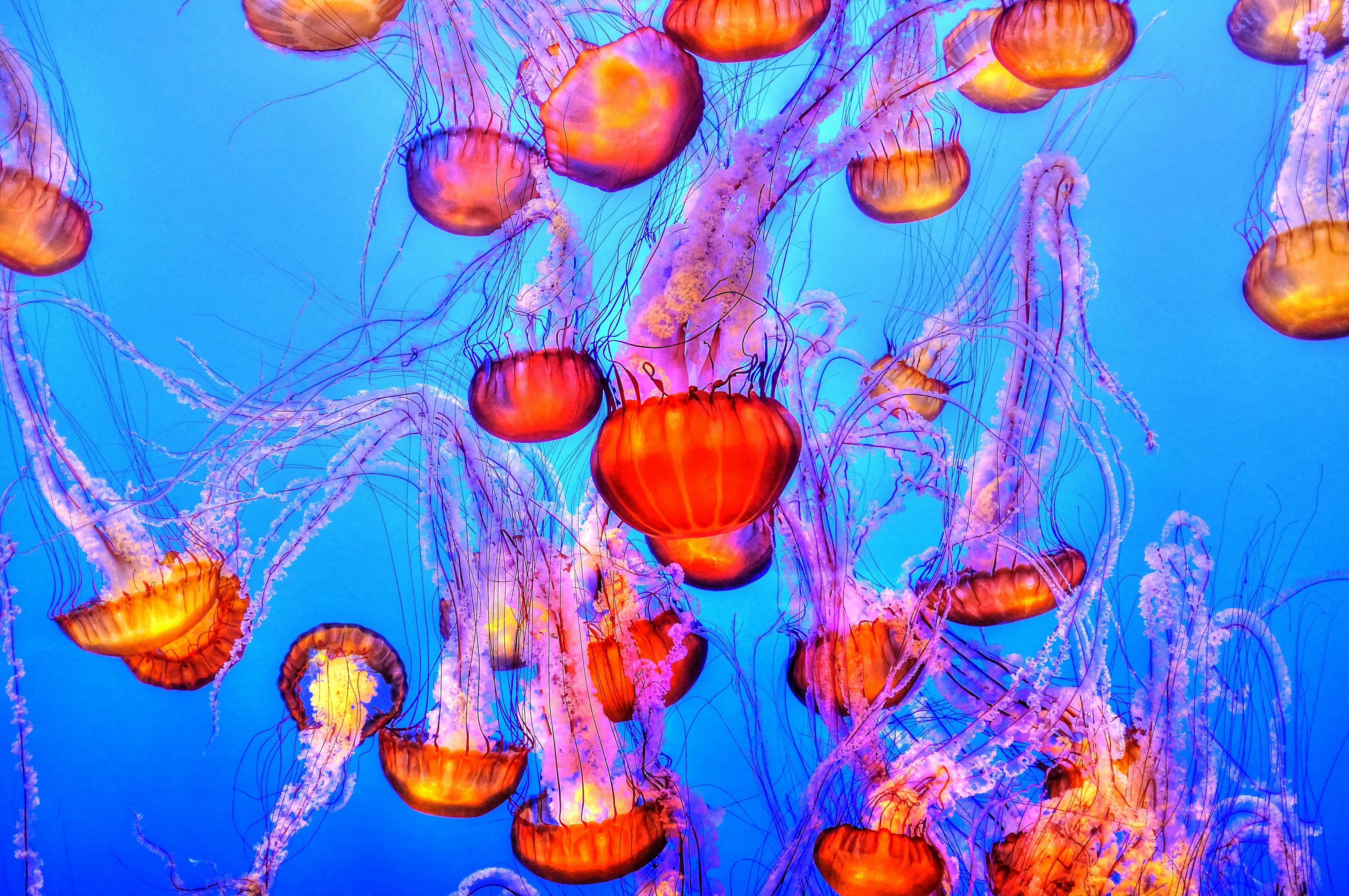 Group of Glowing Jellyfish Underwater