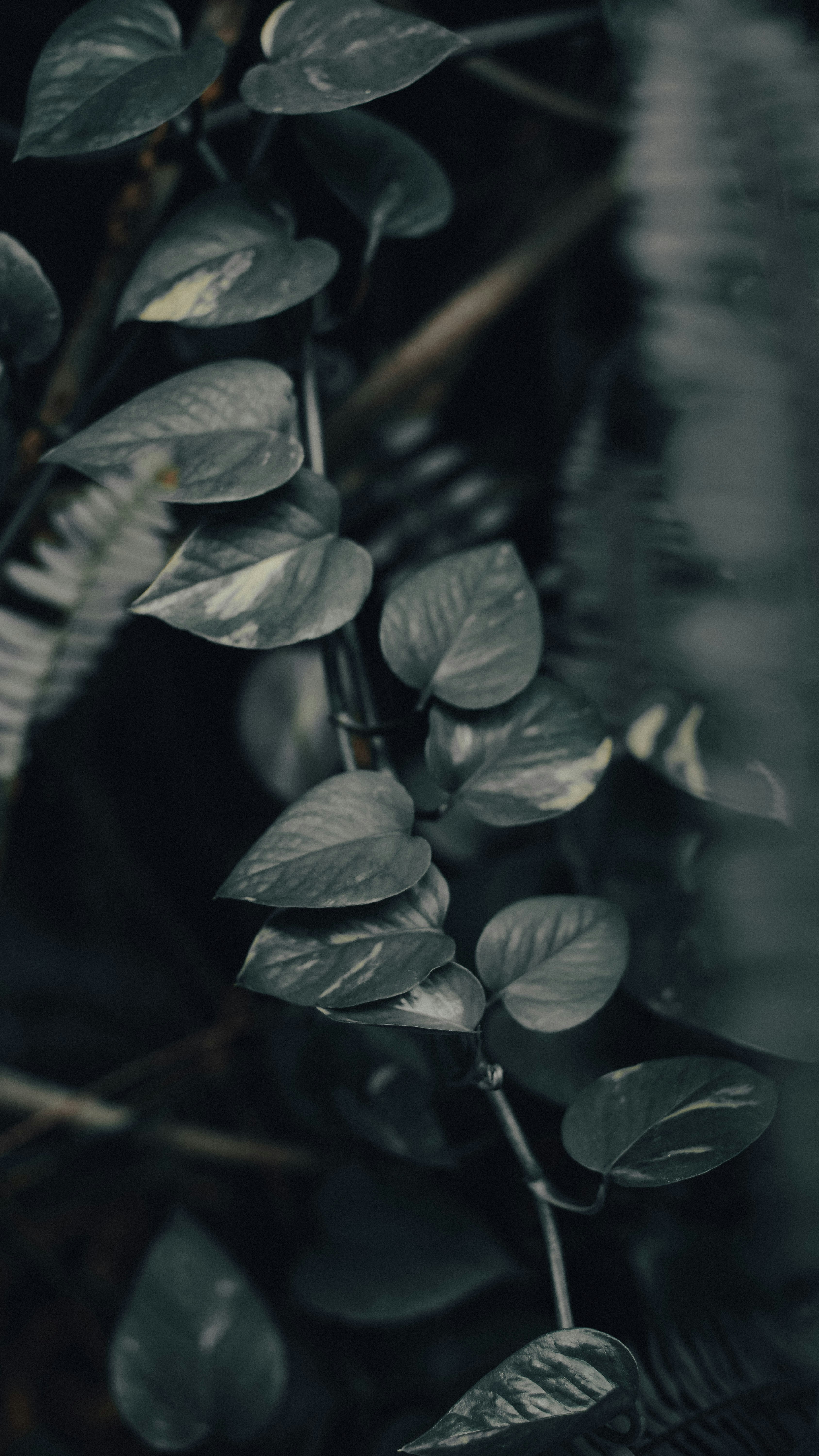 Wallpapers