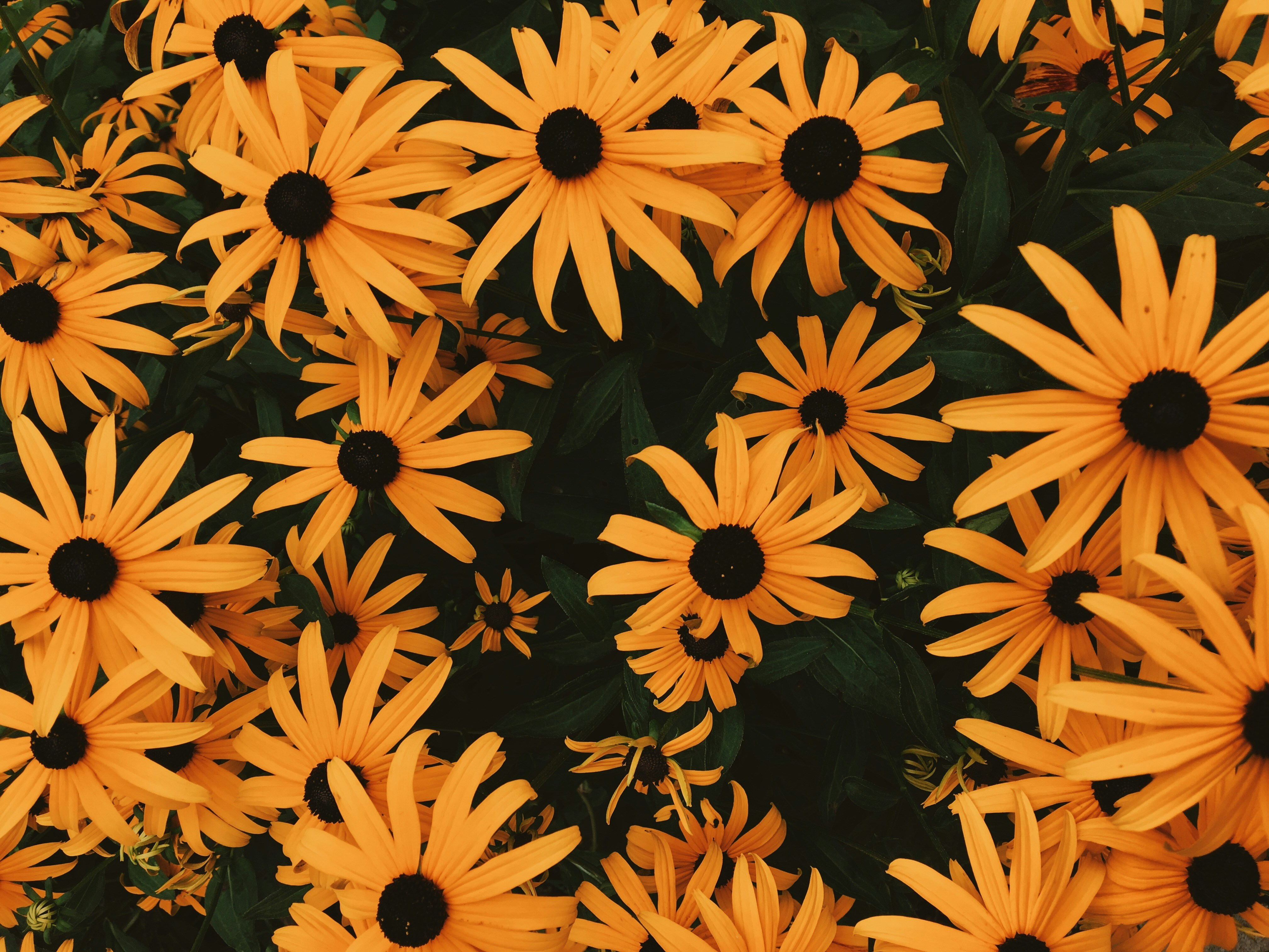 Black-eyed Susan Flower Cluster