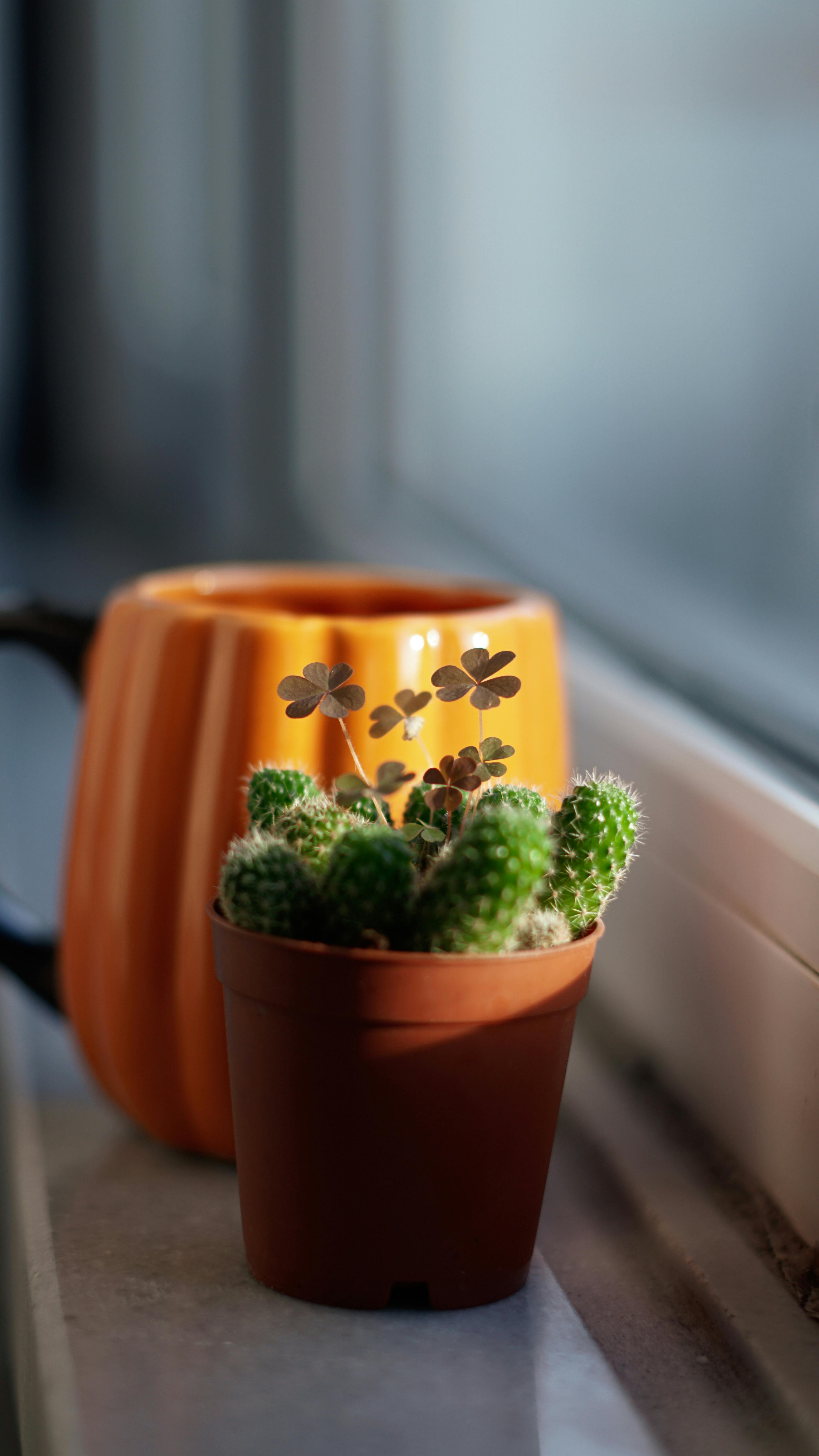 Potted Cactus on Windowsill