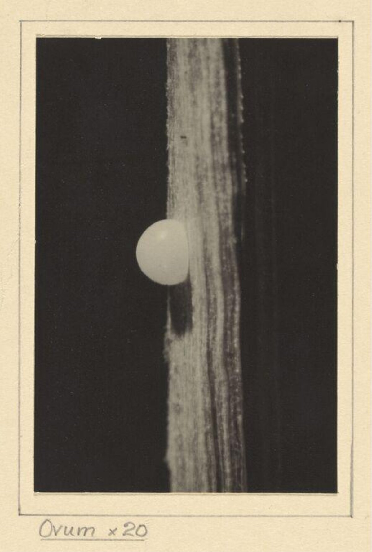 20x Magnified Ovum Micrograph — Science