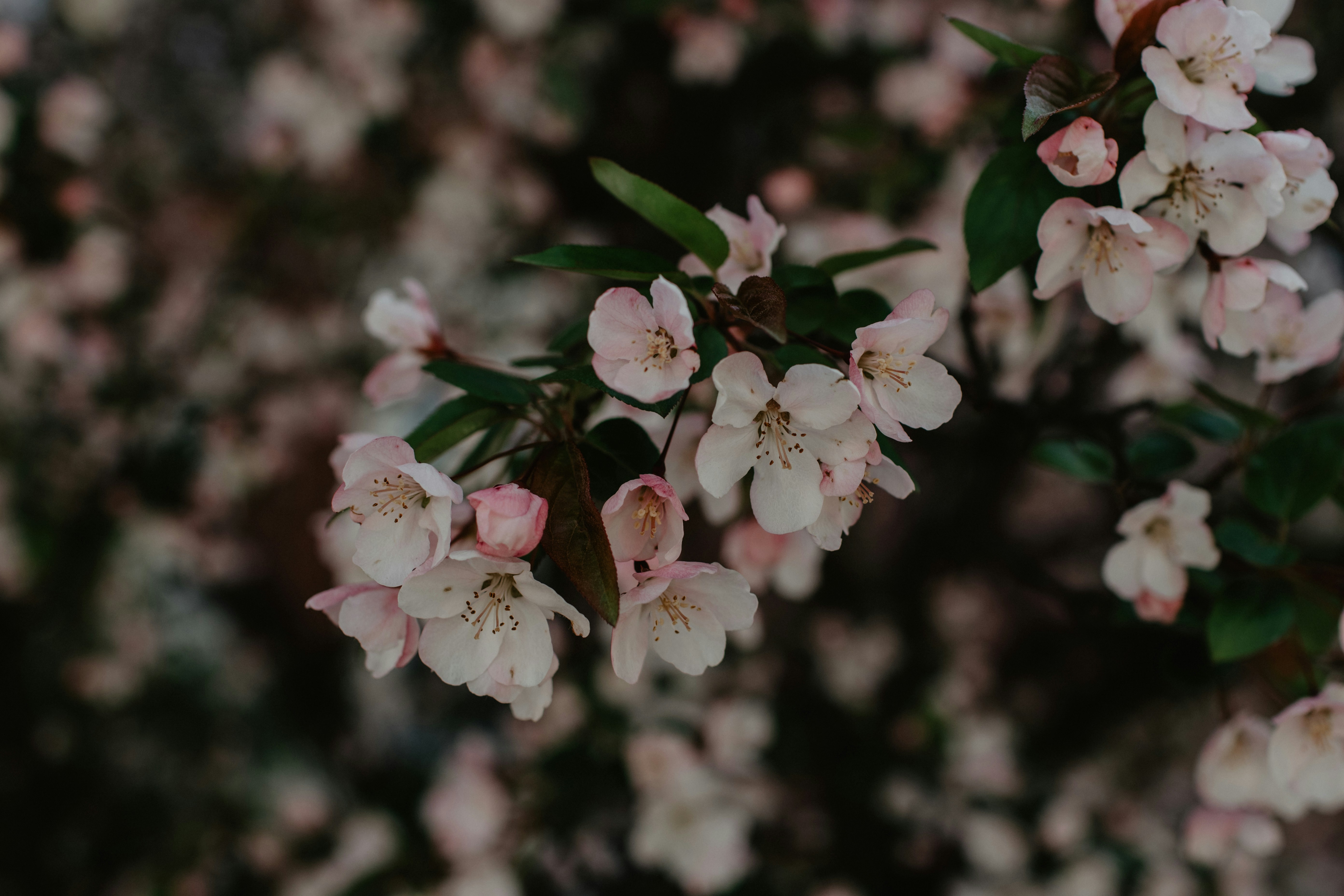 Pink Spring Blossoms on Branch