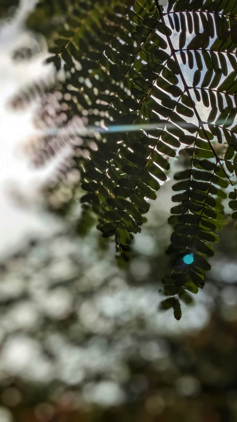 Hanging Green Leaves Over Water