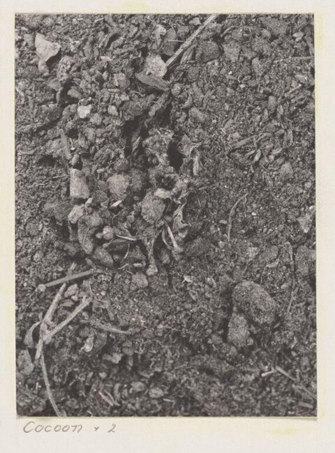 Insect Cocoons in Soil