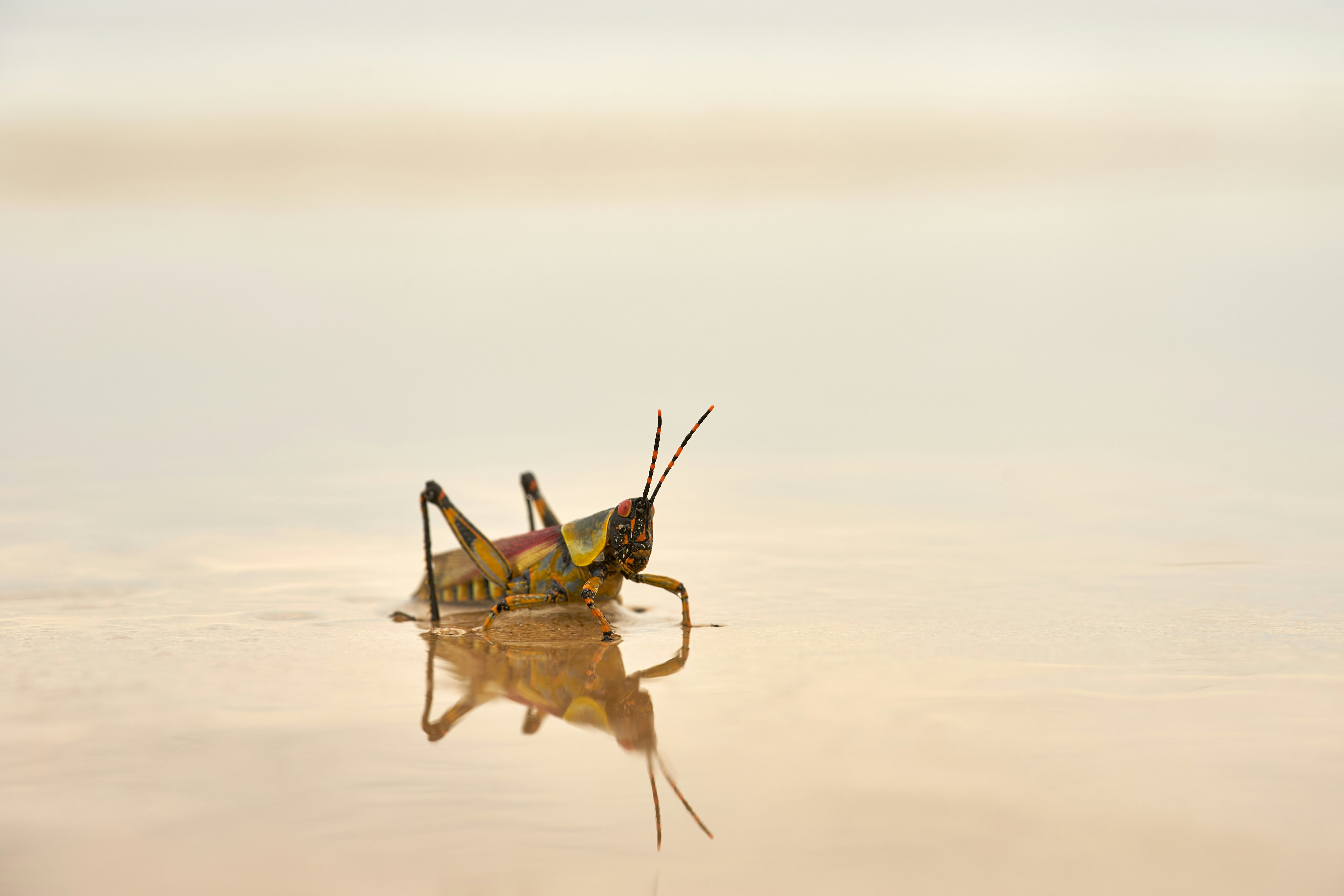 Colorful Grasshopper on Wet Sand