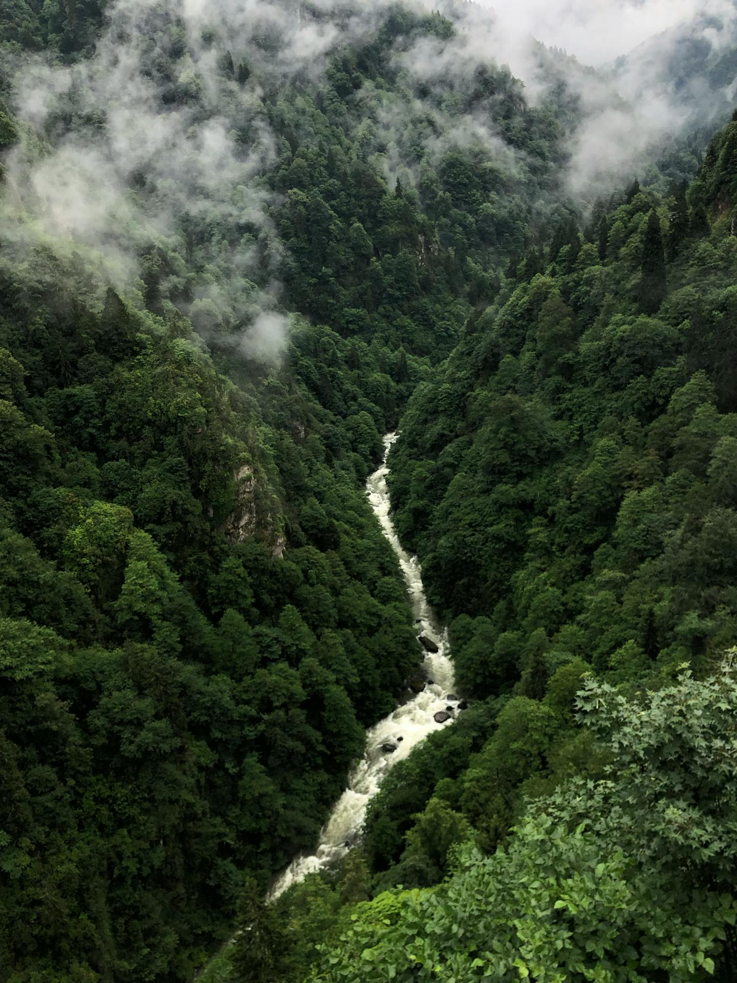 Misty Mountain Gorge with Rushing River