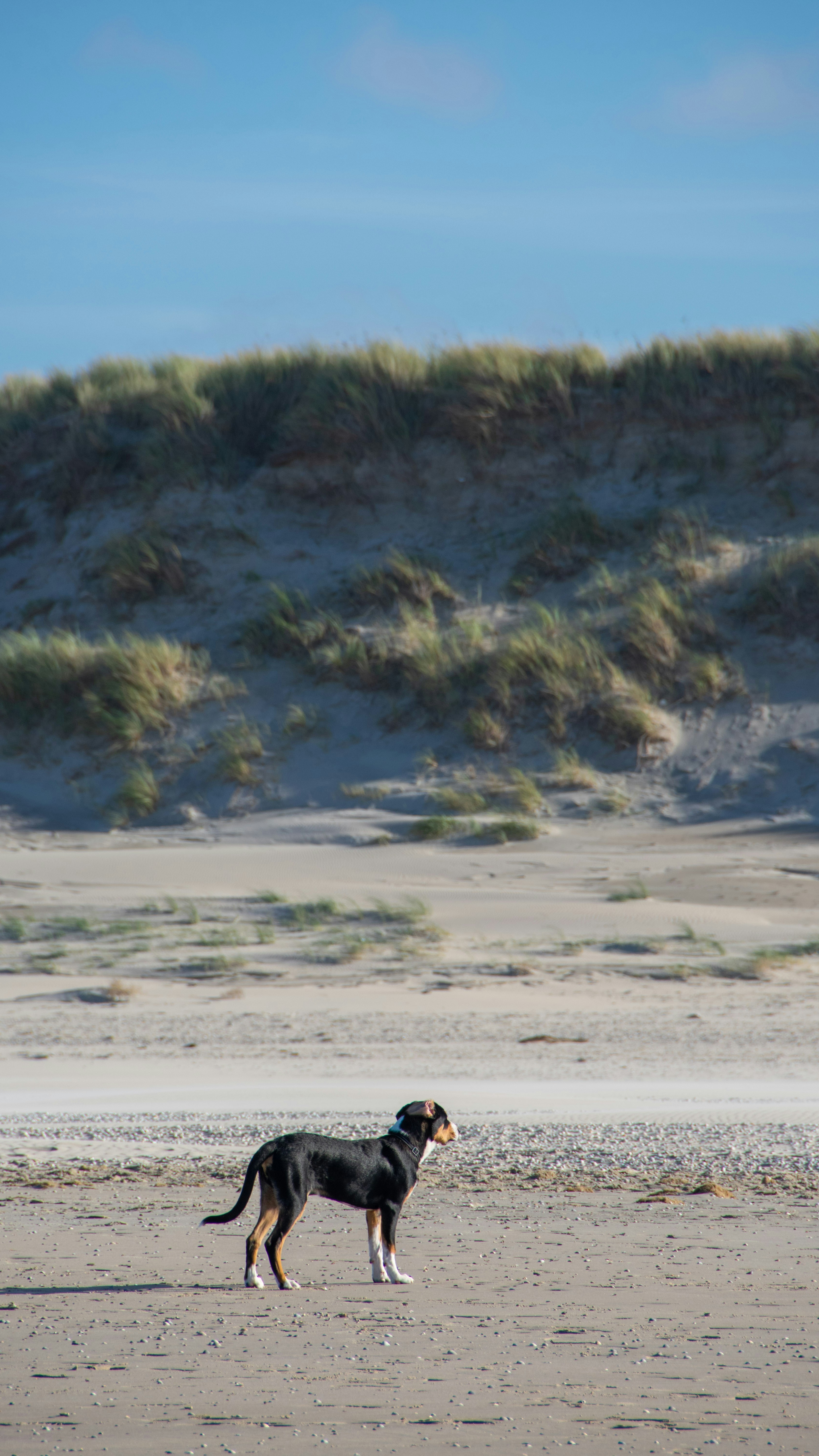 Tricolor Dog Standing on Sandy Beach