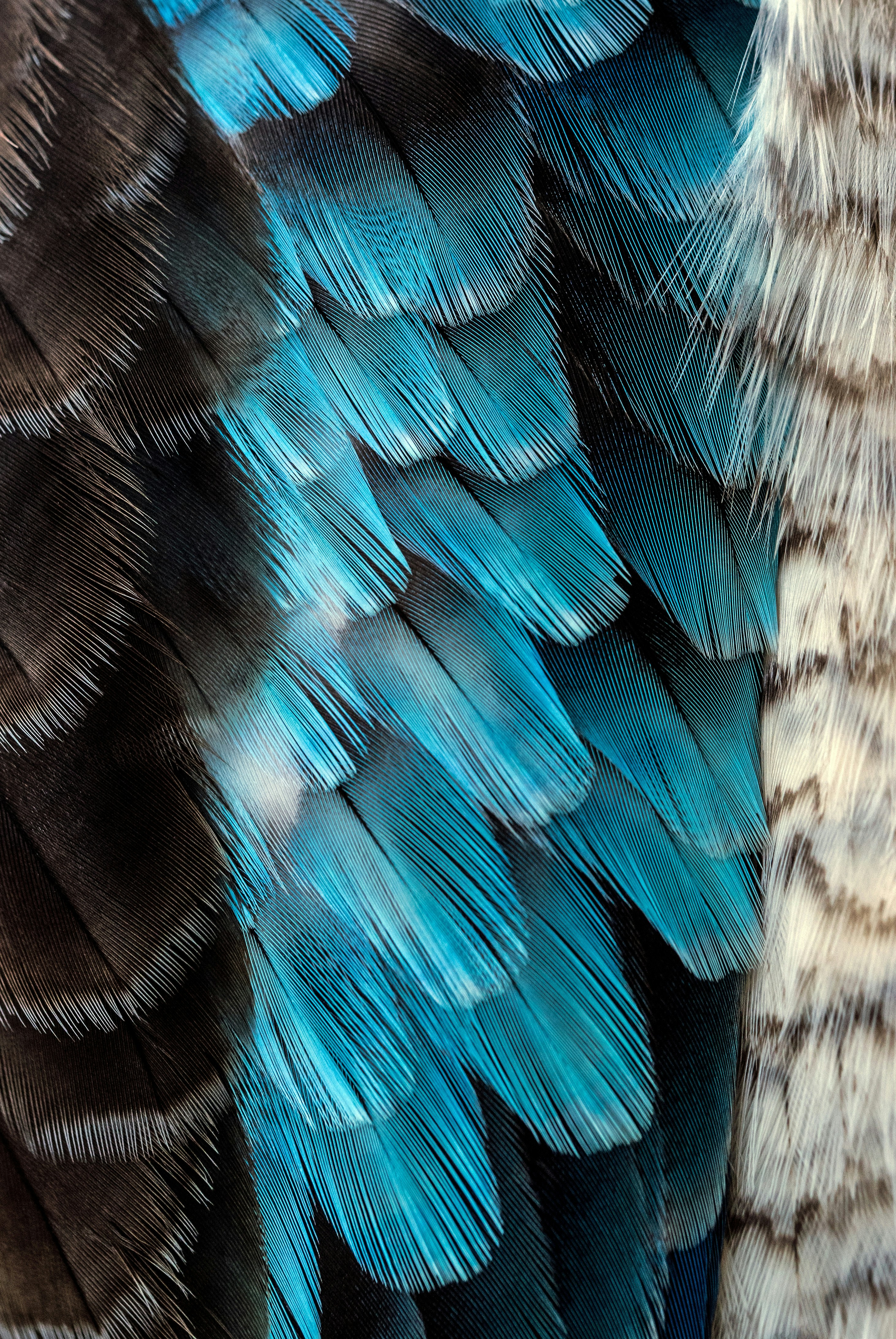 Close-up of Bird Wing Feathers