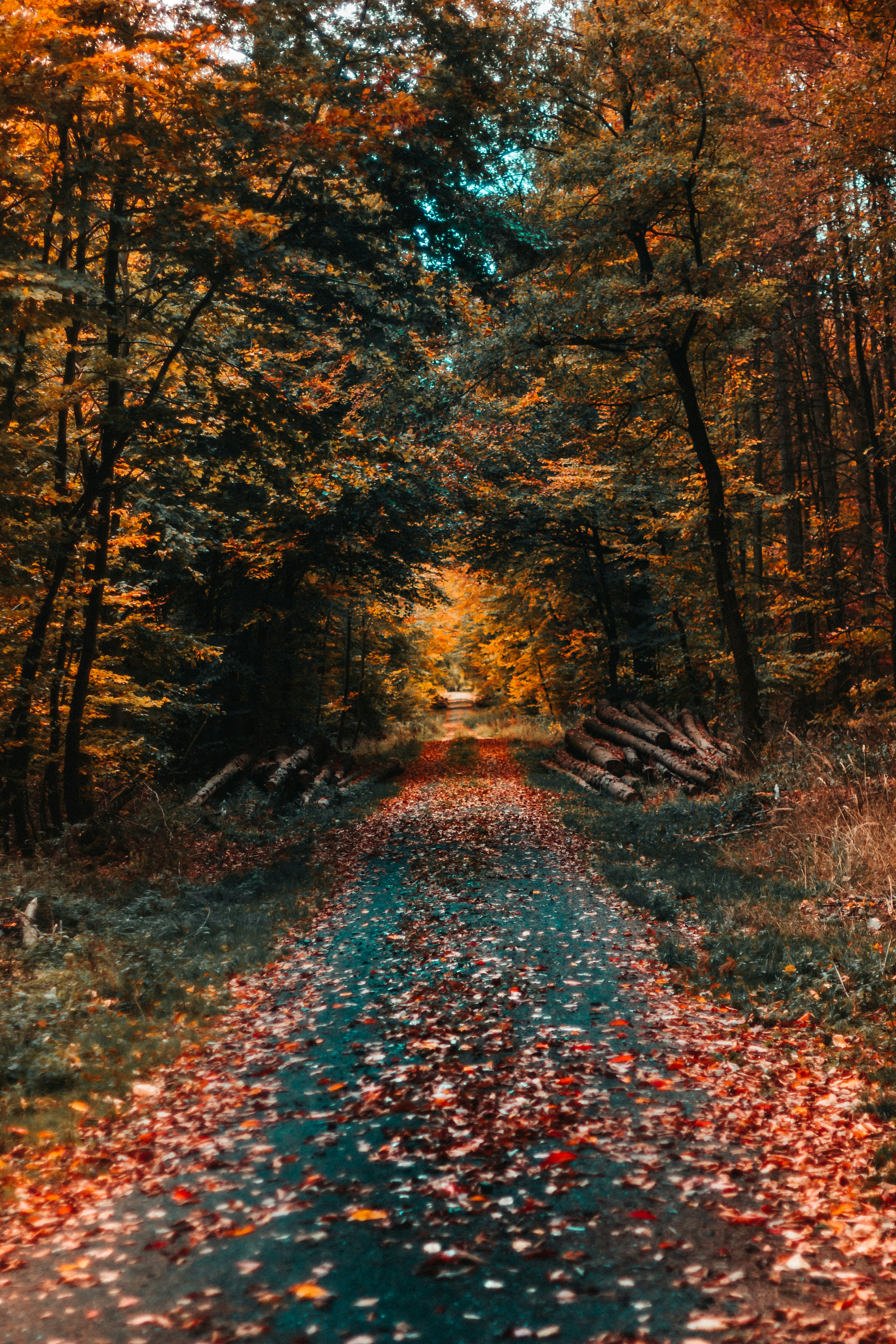 Autumn Forest Path