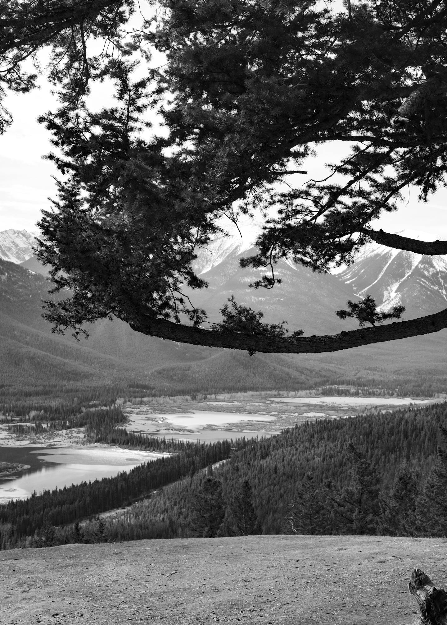 Tree Framed Mountain Valley View