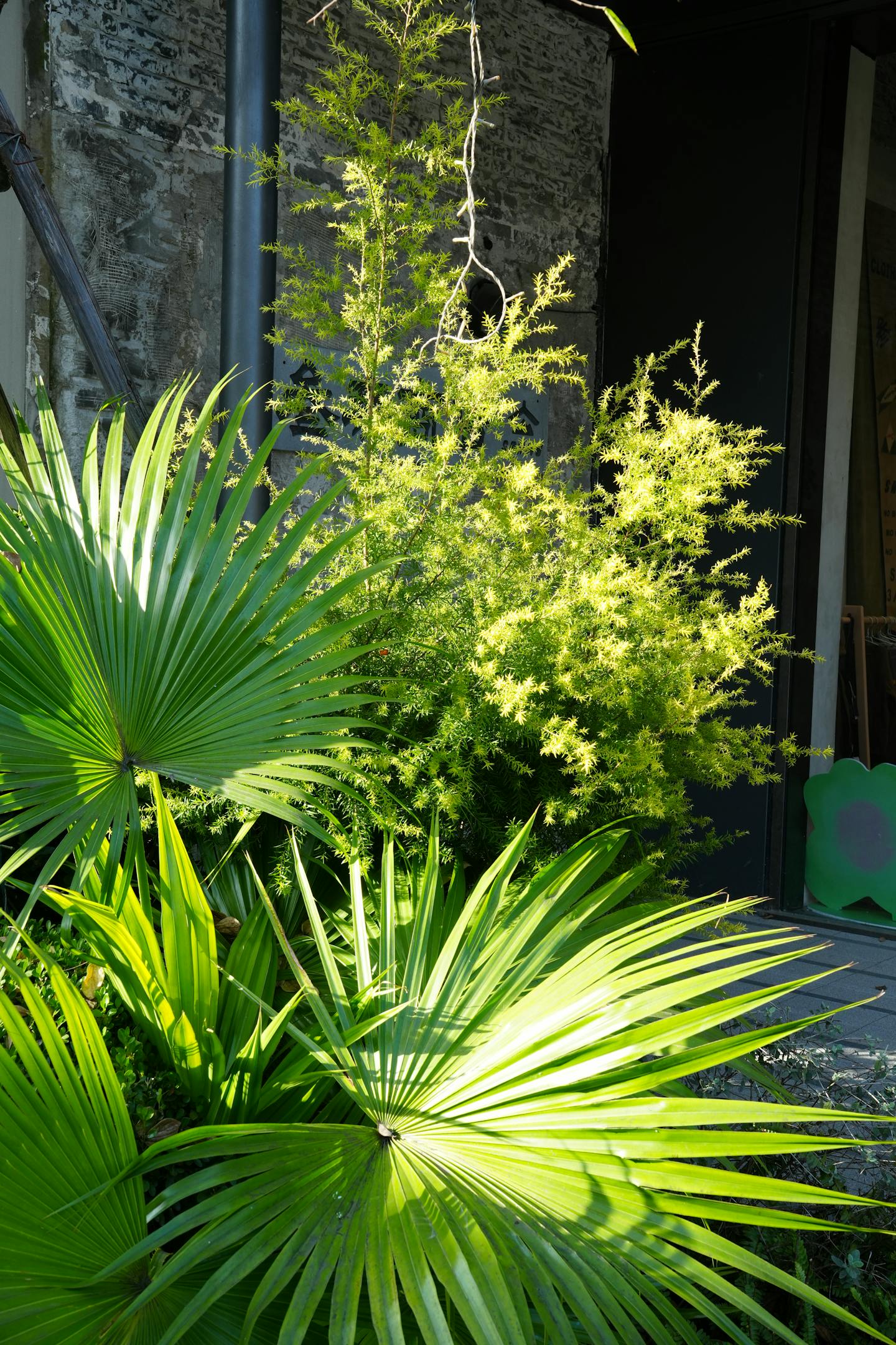 Lush Green Plants by Old Brick Wall