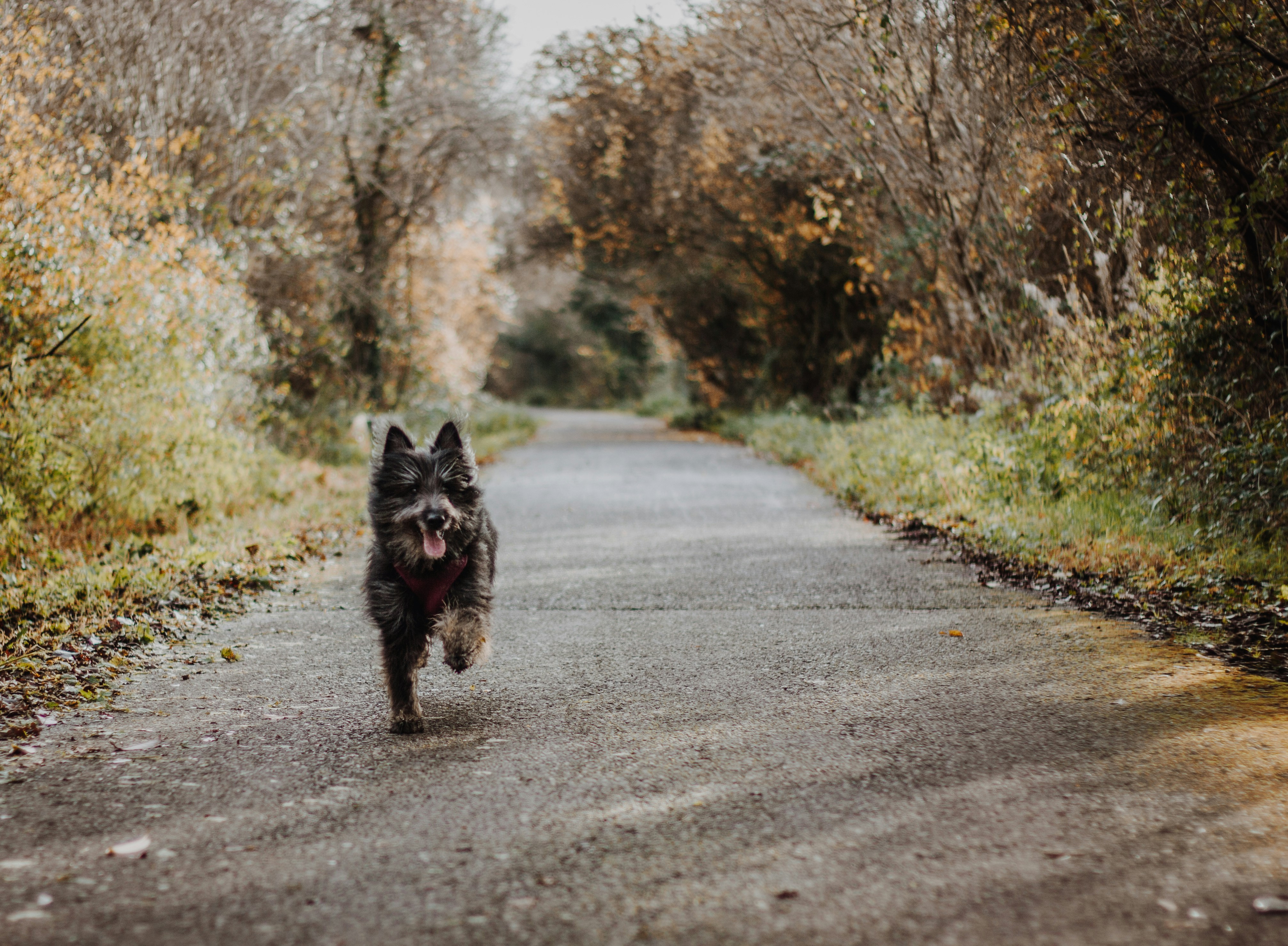 Fluffy Black Dog Running On Country Path