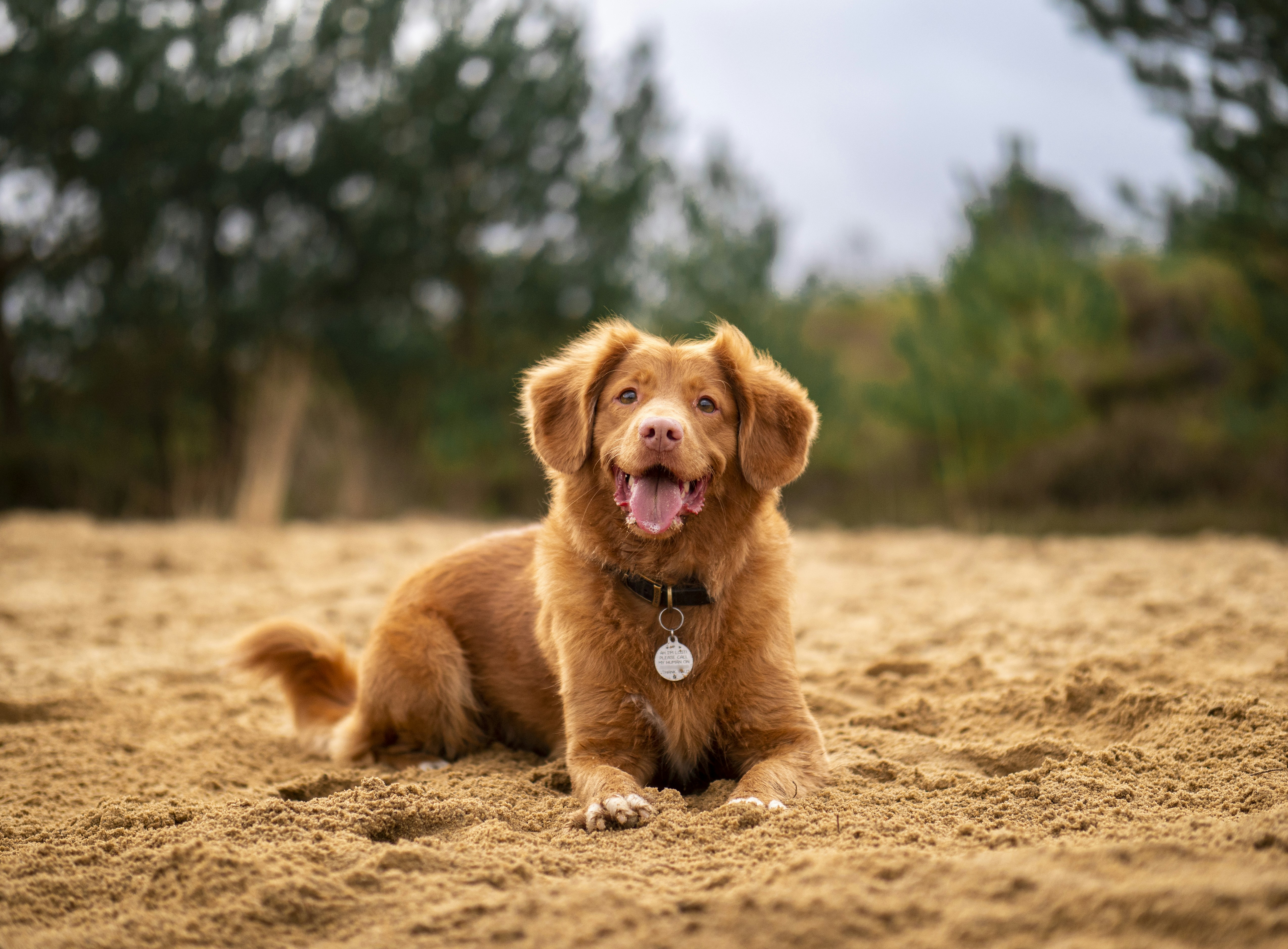 Ginger Retriever Lying on Sand