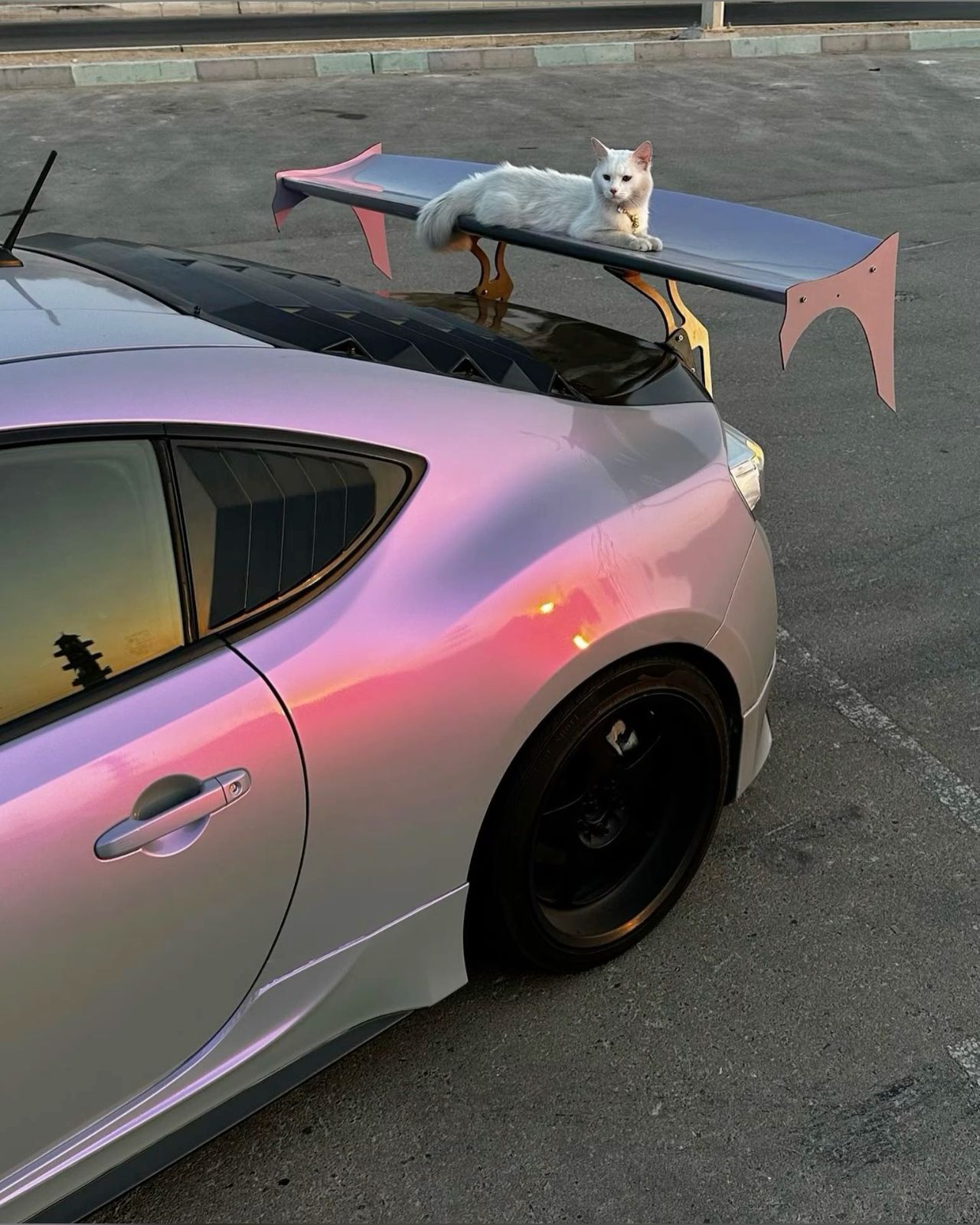 White Cat on Modified Car Rear Wing