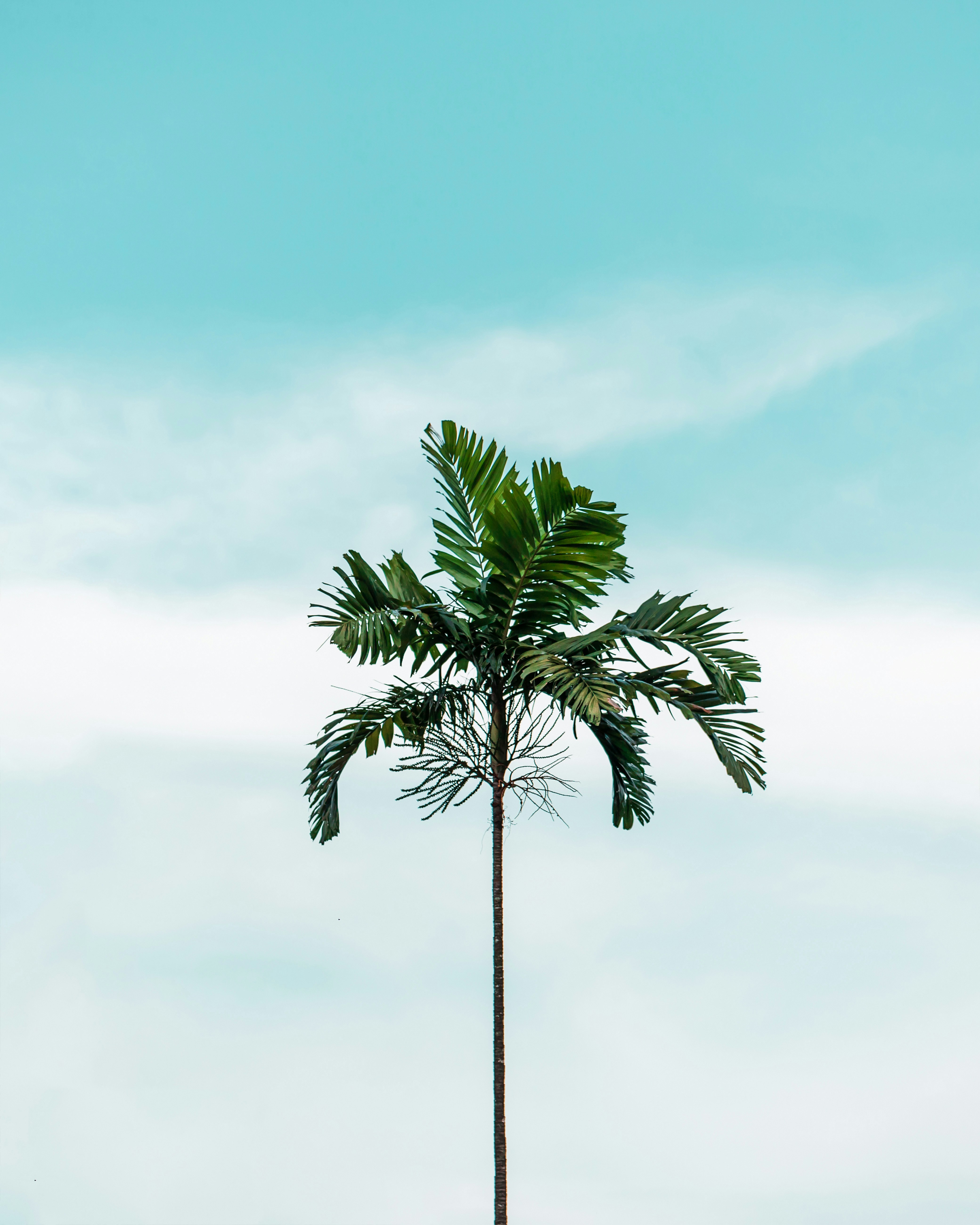 Single Palm Tree Against Sky