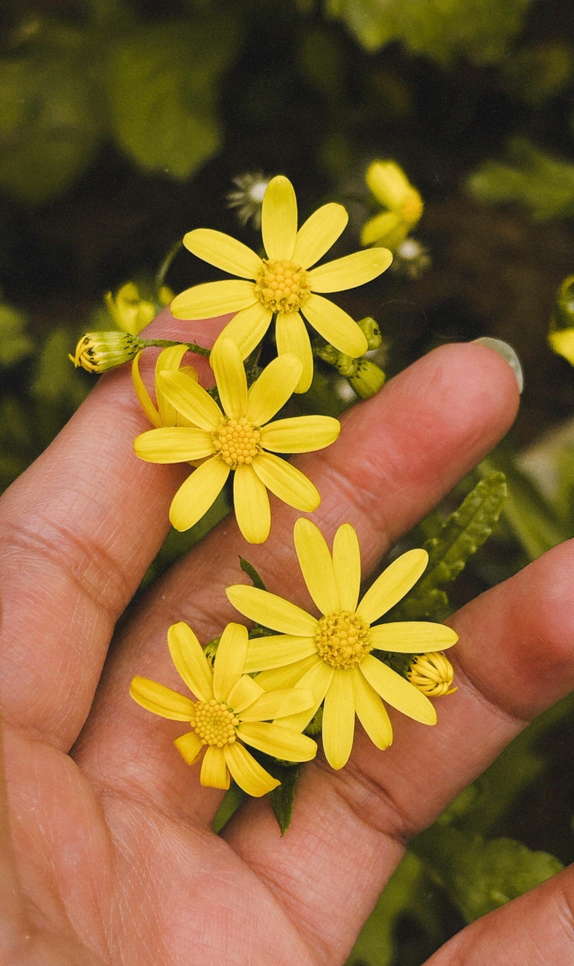 Hand Holding Yellow Wild Flowers
