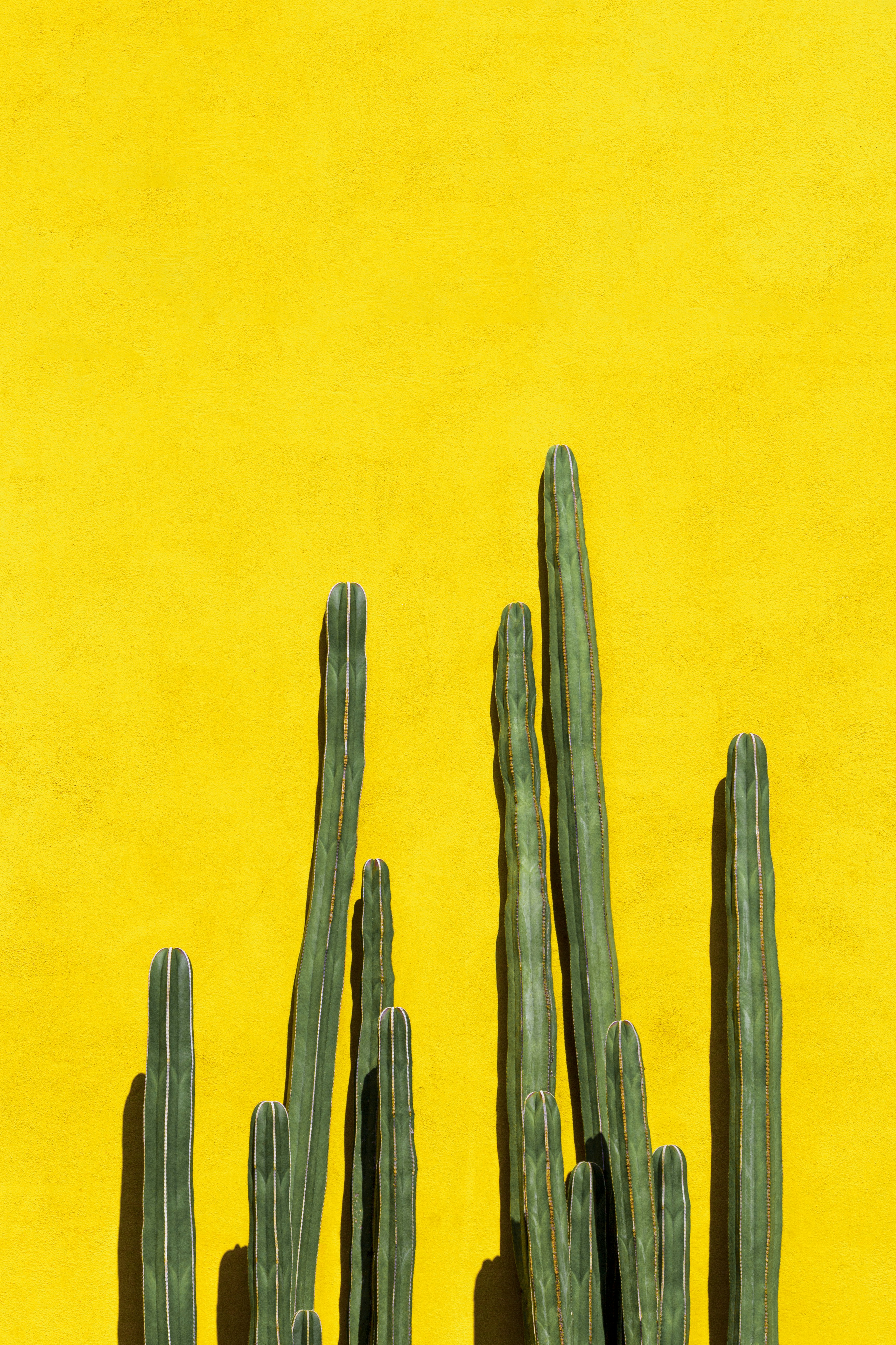 Cacti Against Yellow Wall