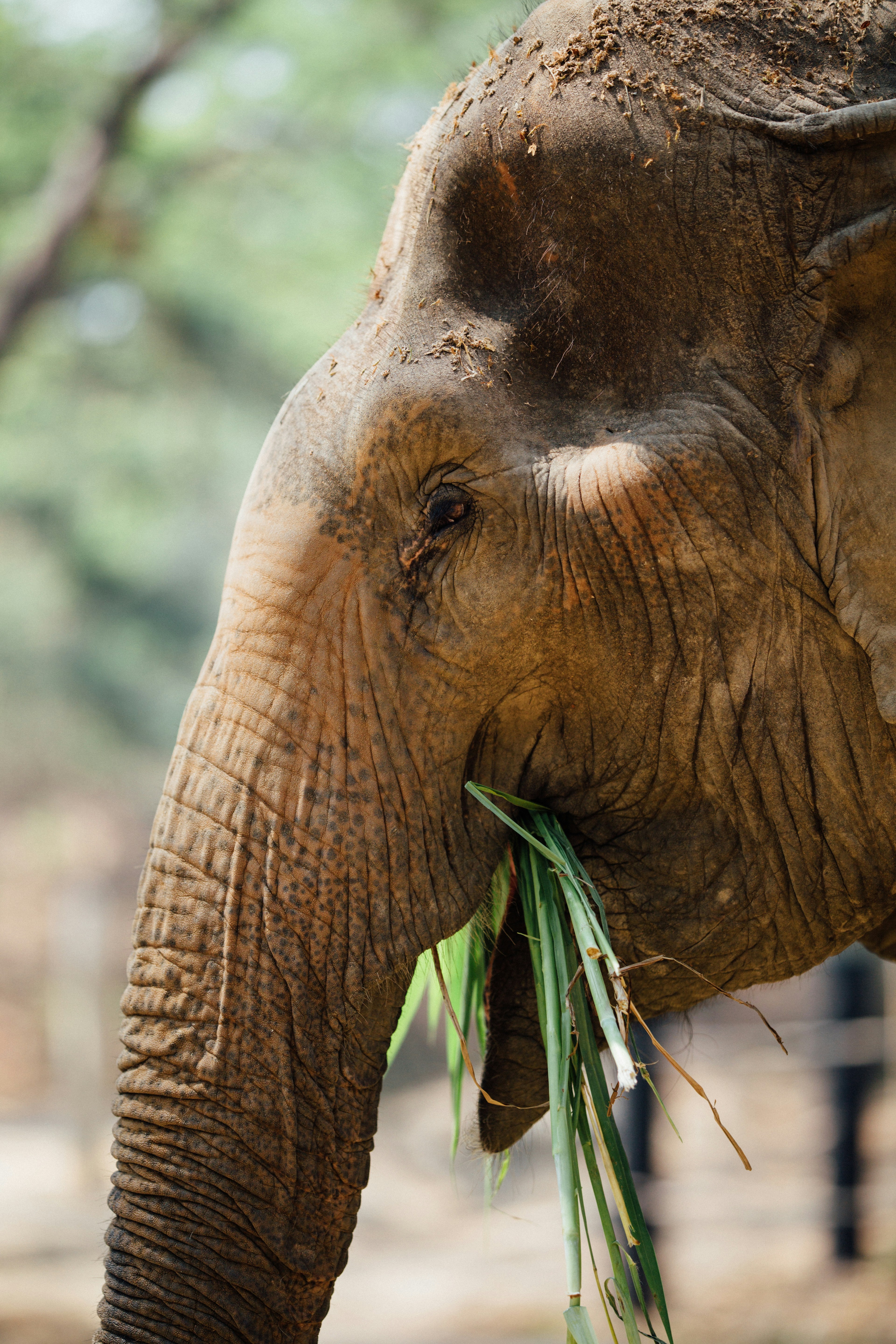 Asian Elephant Eating Grass