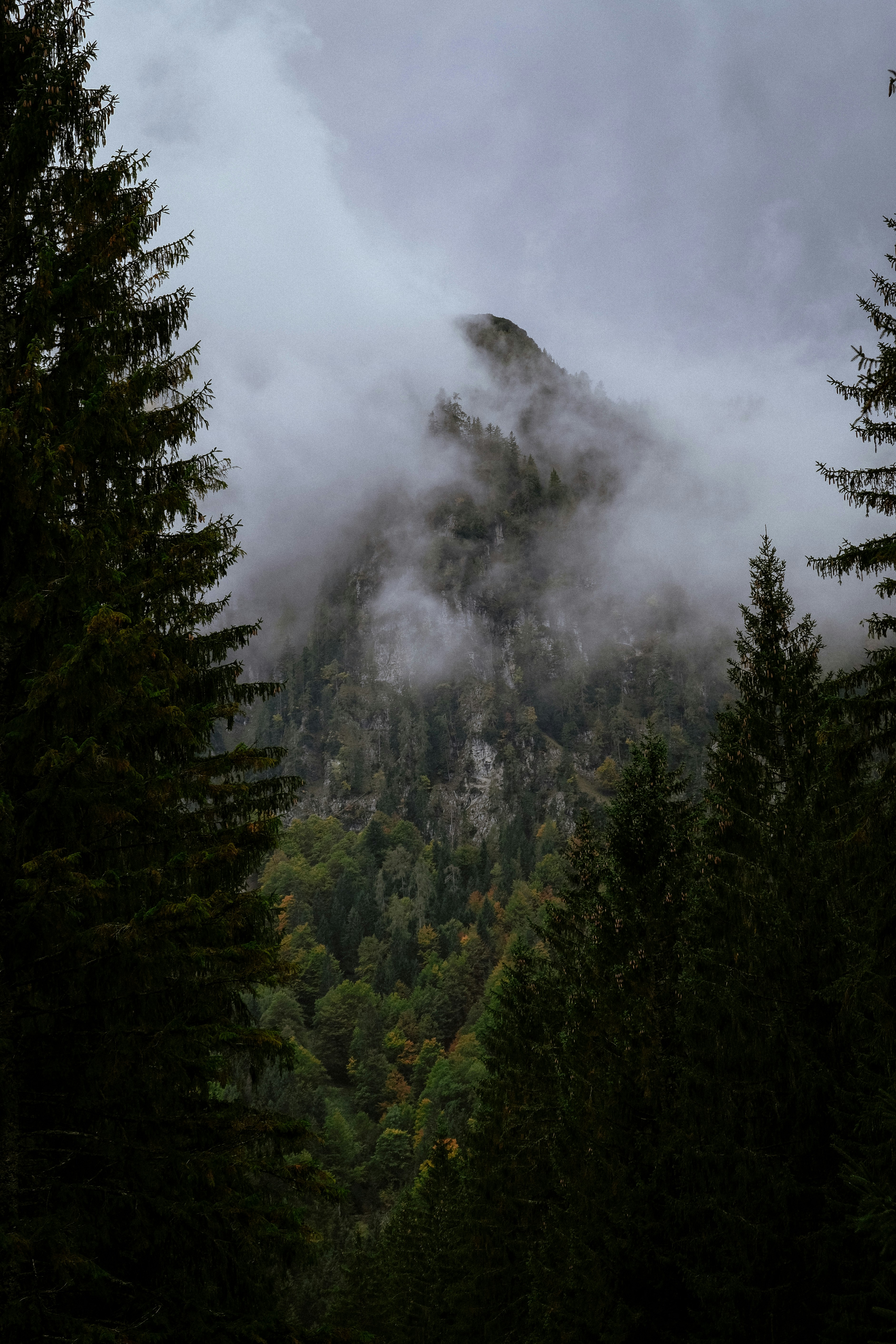 Misty Mountain Forest Landscape