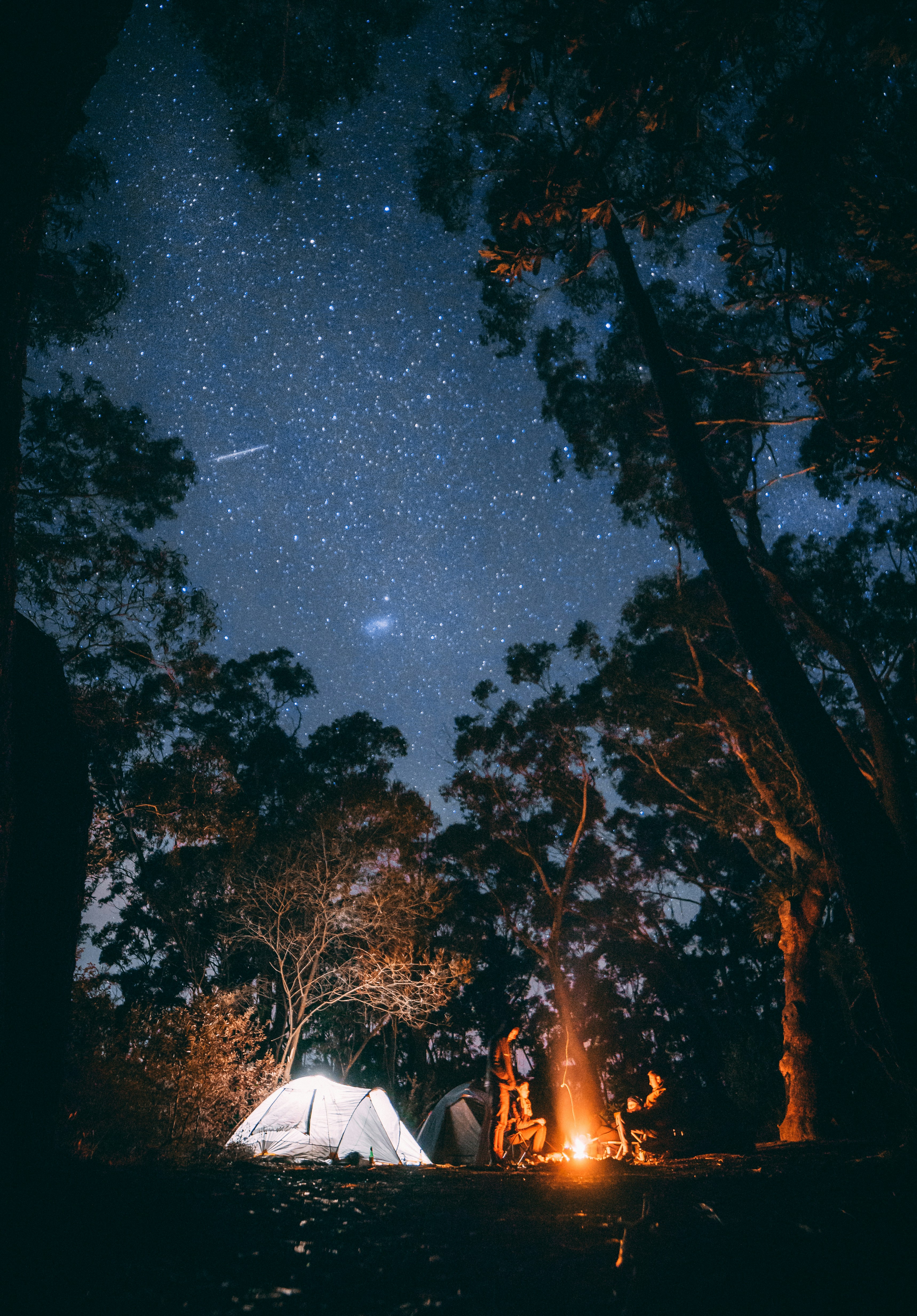 Starry Night Forest Camping