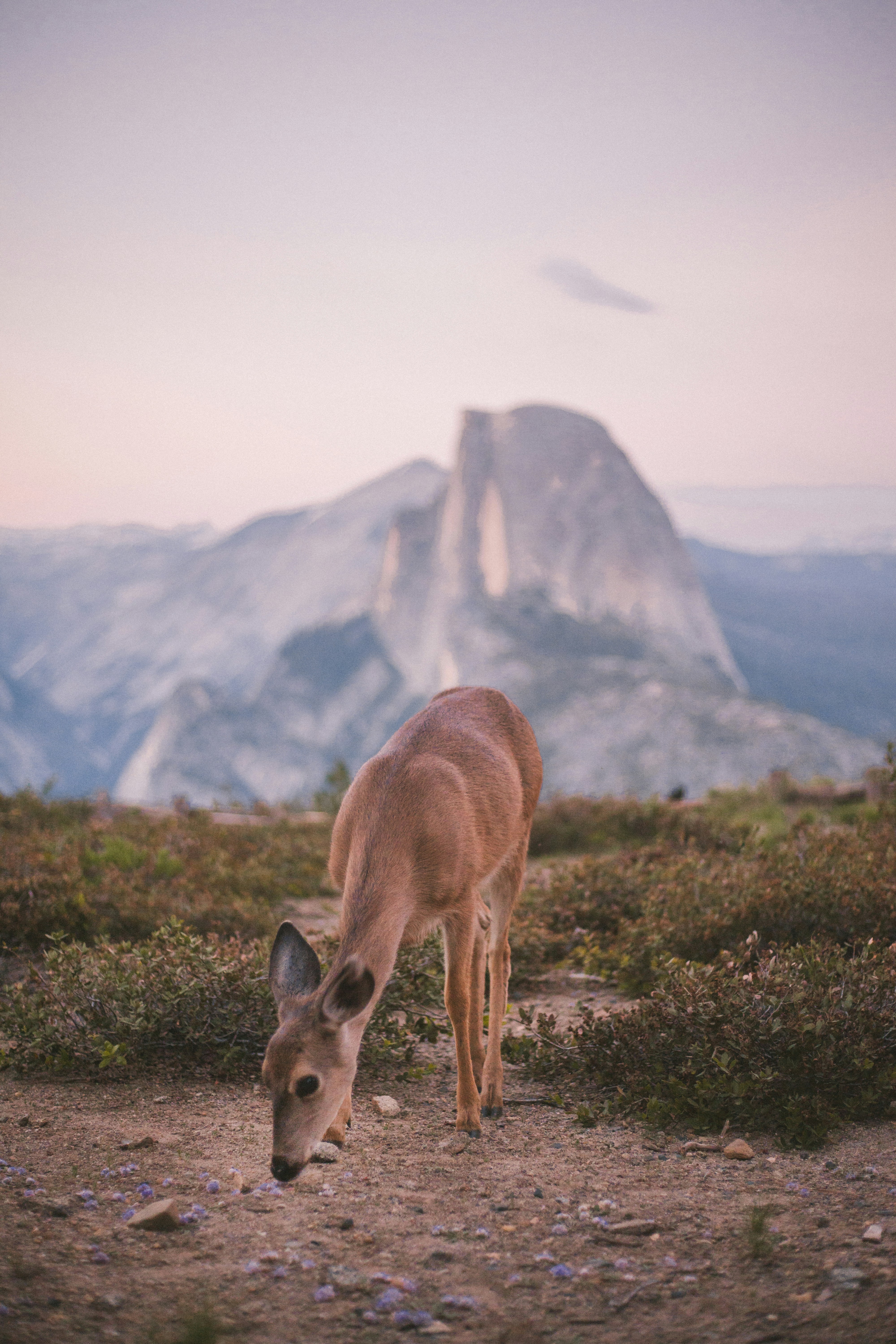 Deer Grazing in Front of Half Dome