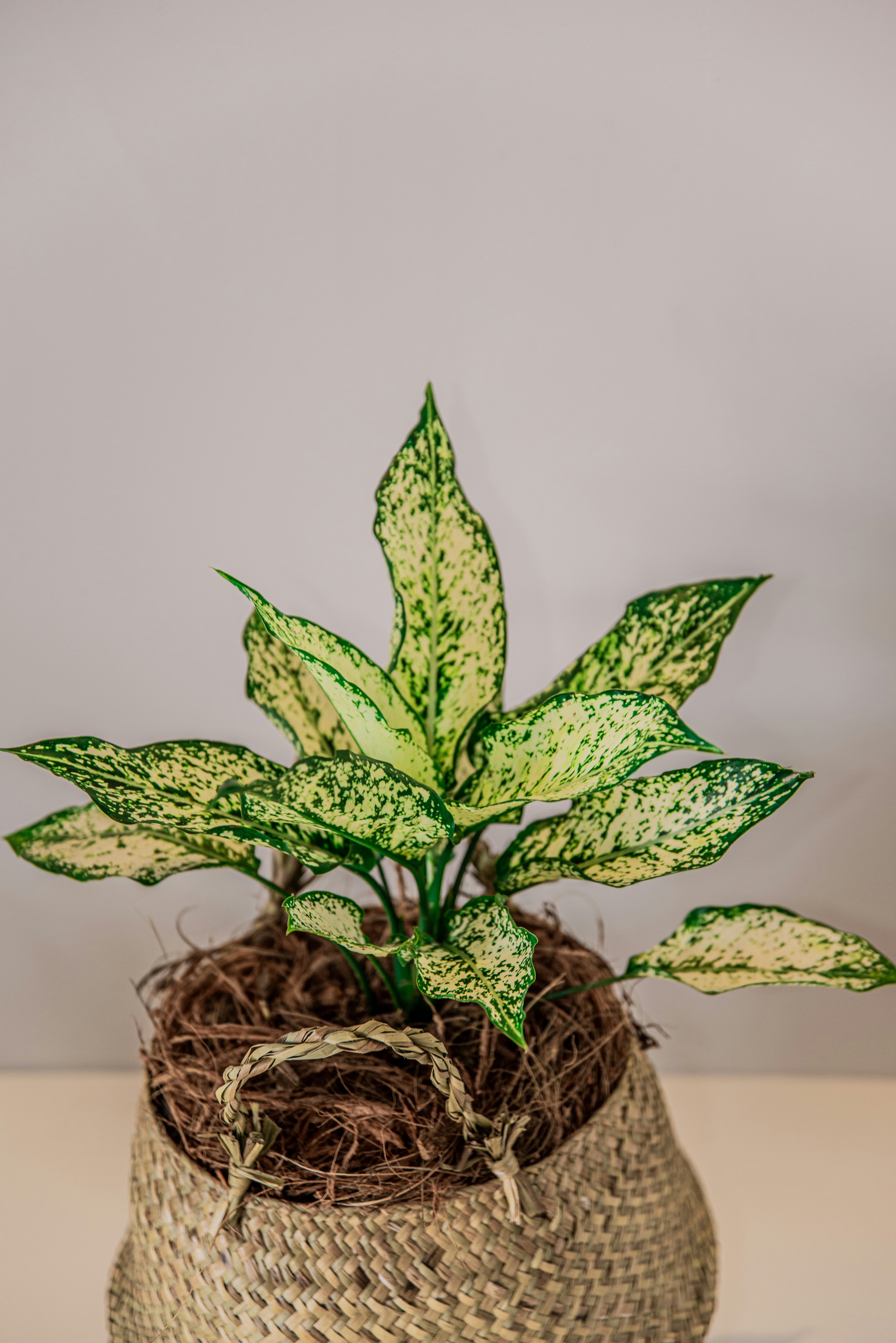 Variegated Aglaonema in Woven Basket