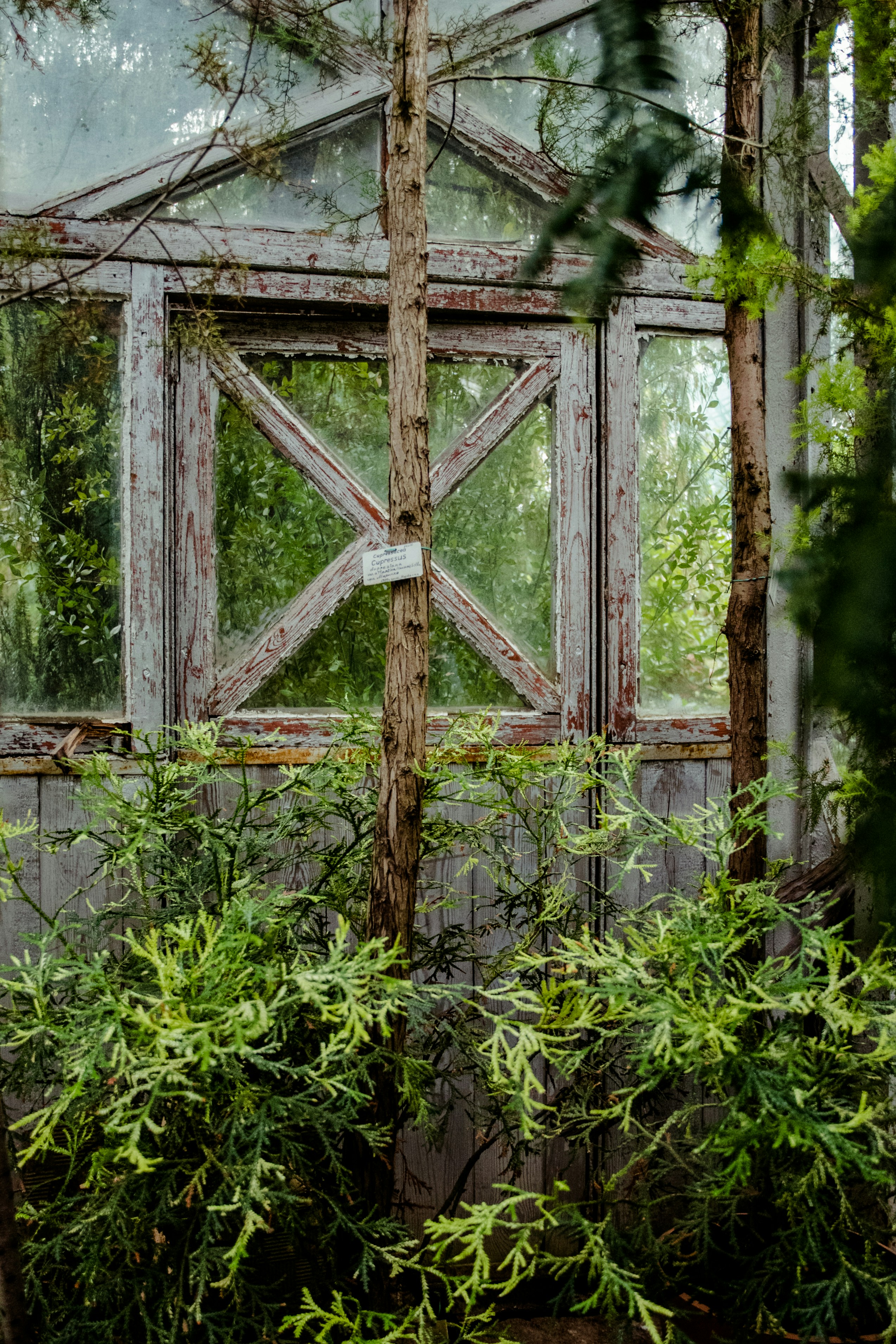 Overgrown Abandoned Greenhouse