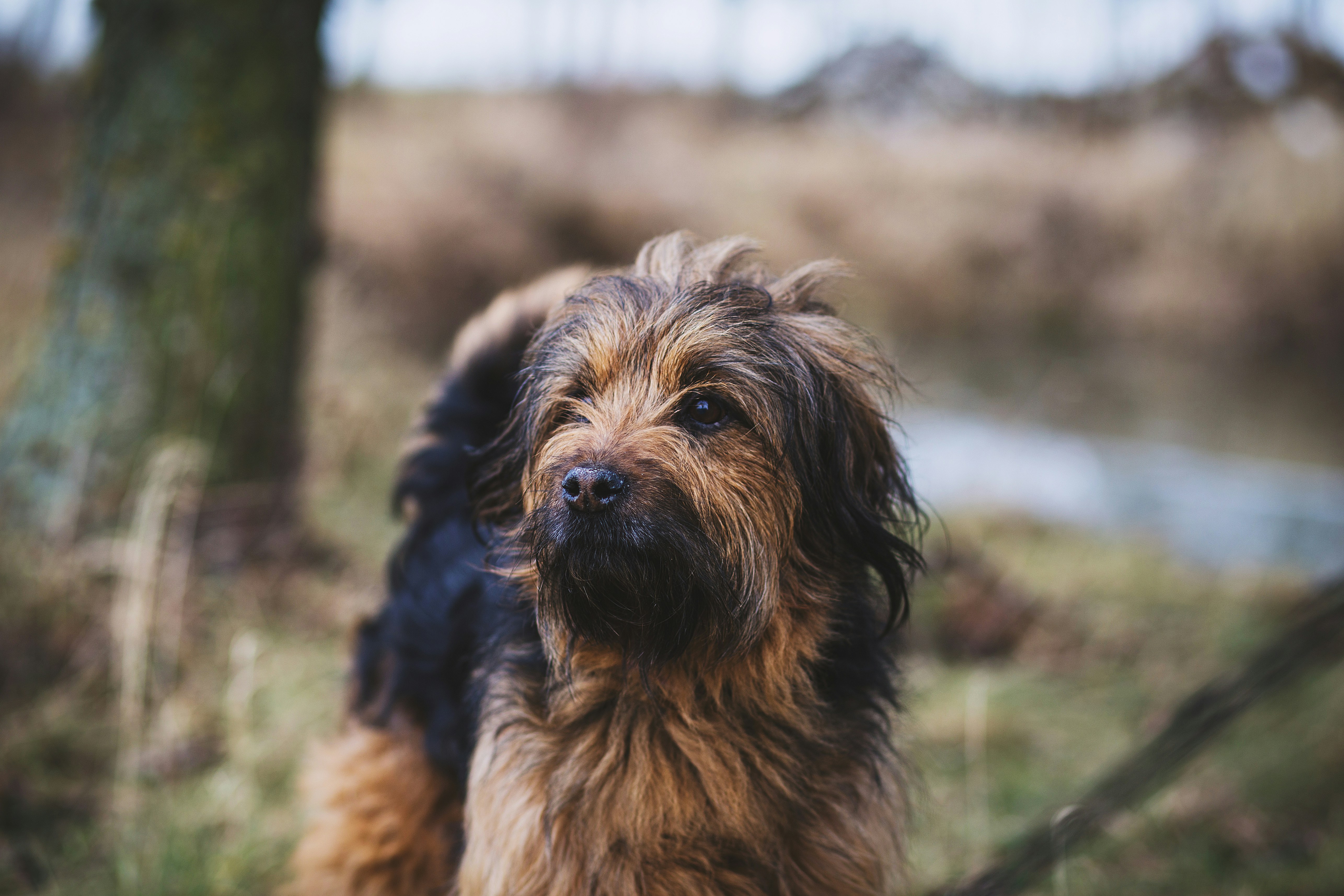 Shaggy Dog In Countryside