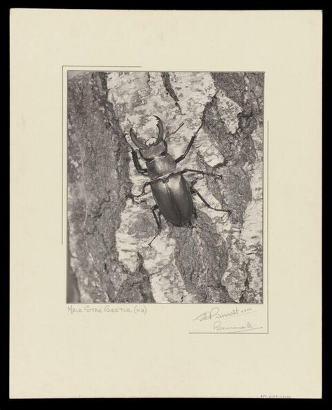 Male Stag Beetle on Tree Bark