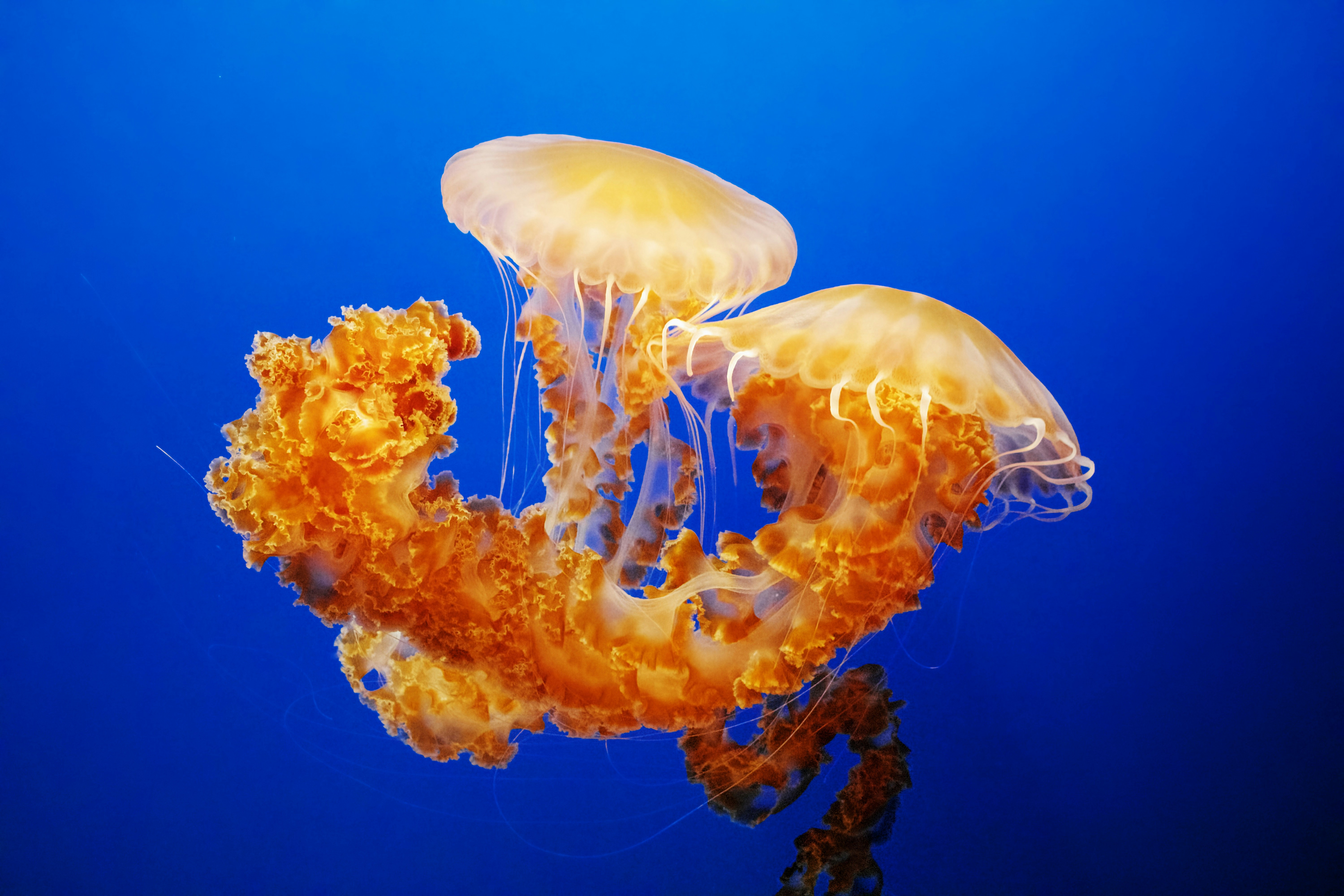 Two Orange Jellyfish Underwater