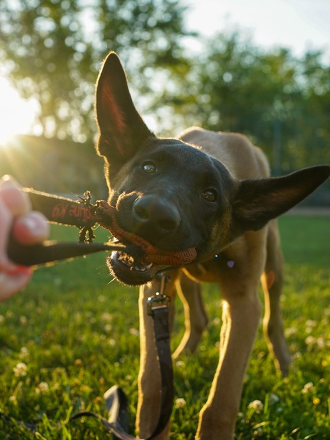 Belgian Malinois Puppy Tugging on Leash
