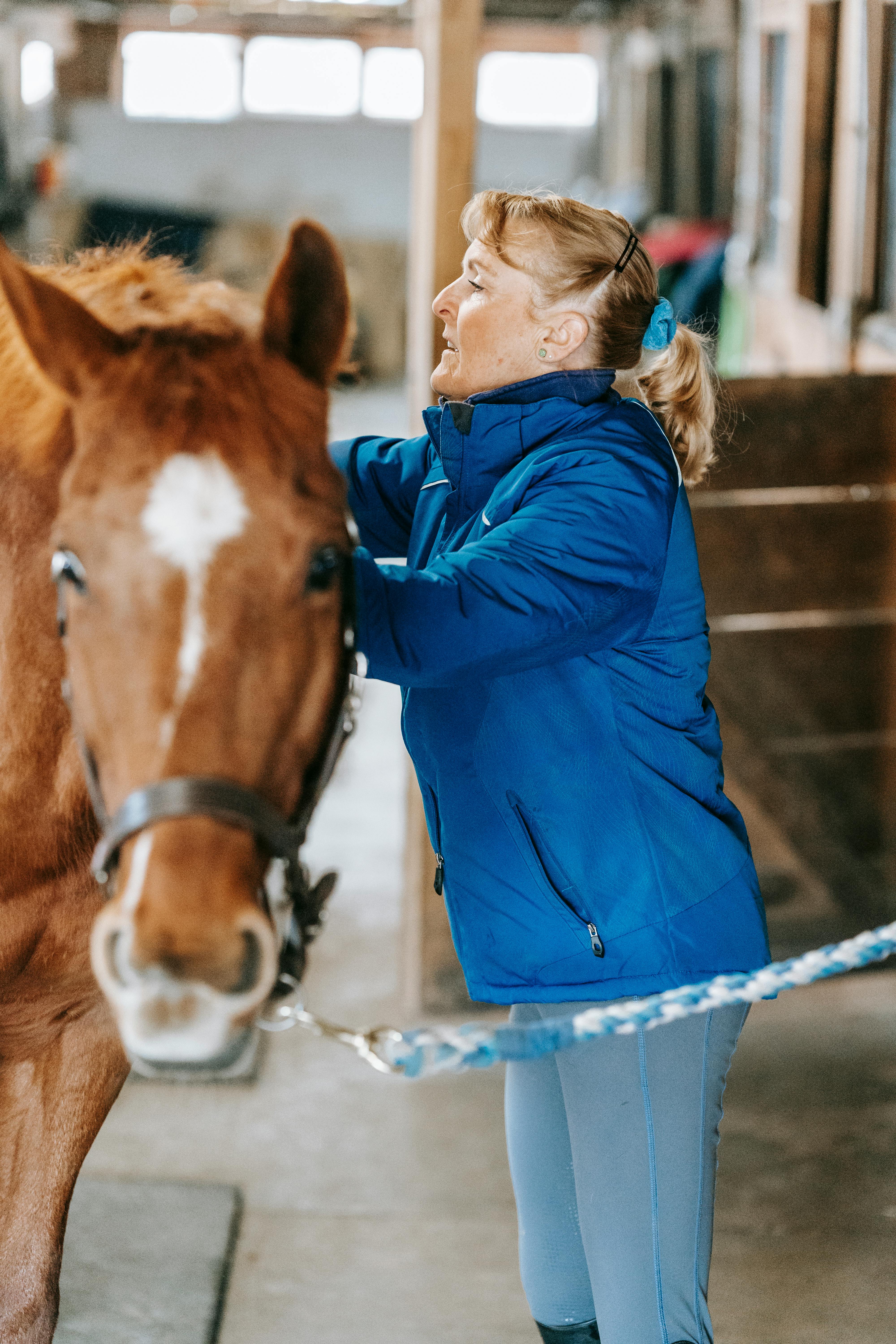 Woman Grooms Horse In Stable