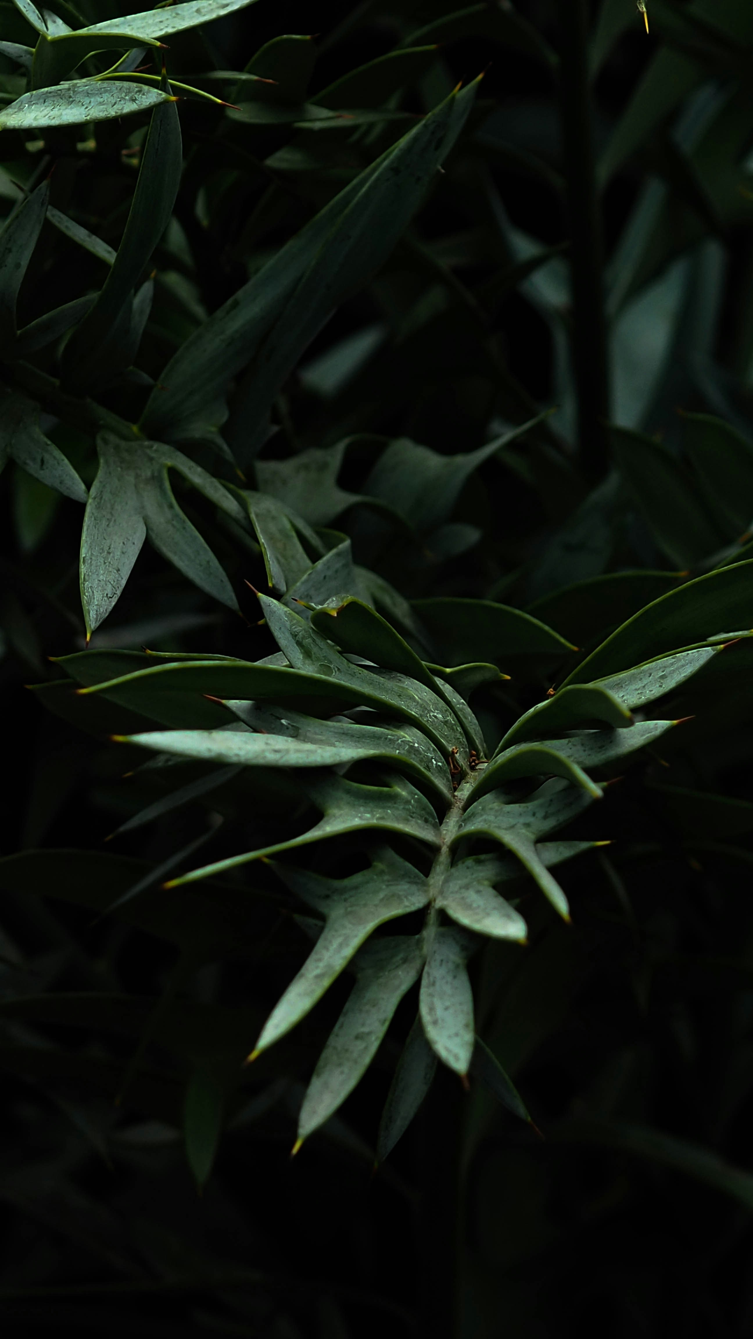 Wallpapers